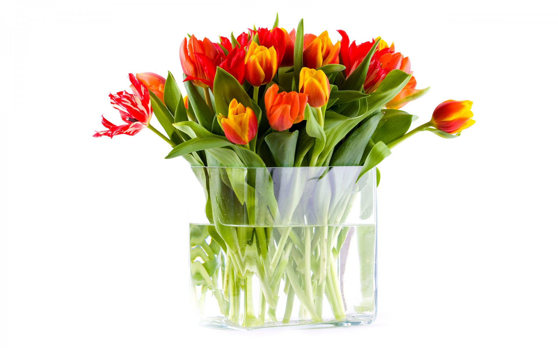 vase eau fleurs bouquet tulipes