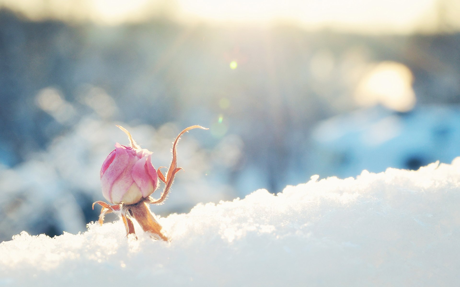 fleur rose bourgeon neige ensoleillé rose