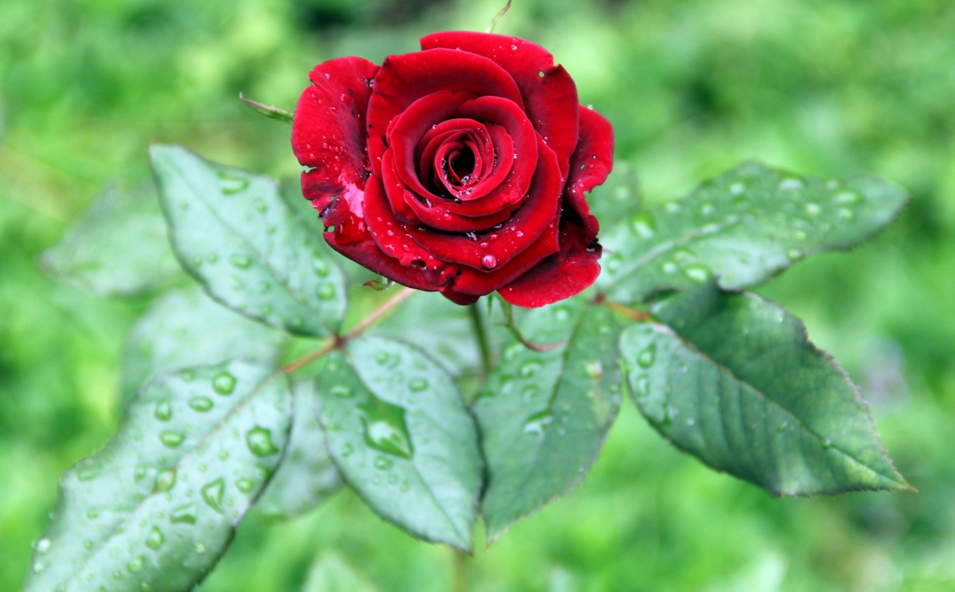 flower bud petals leaves rose red