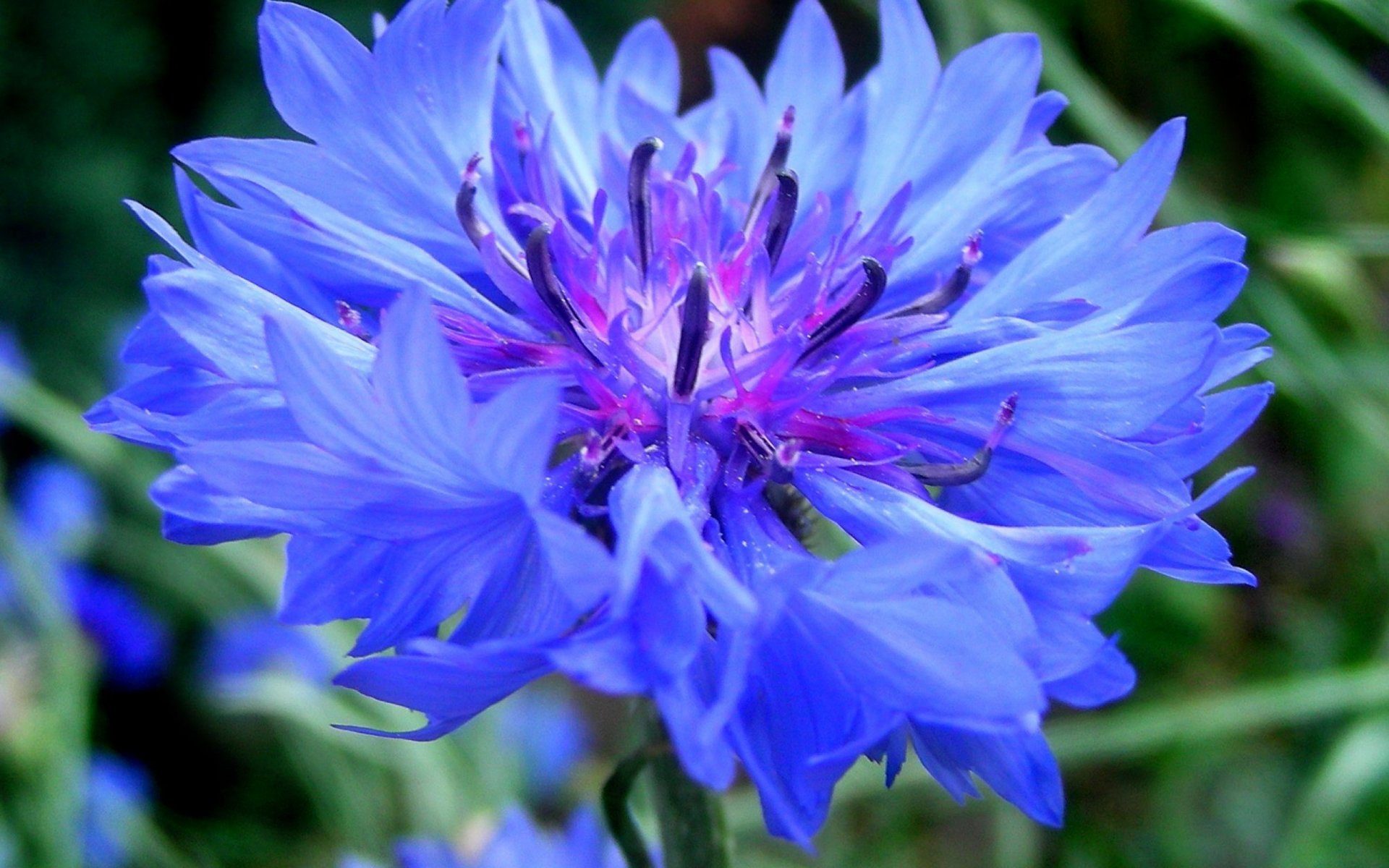 aciano azul flor verde aciano