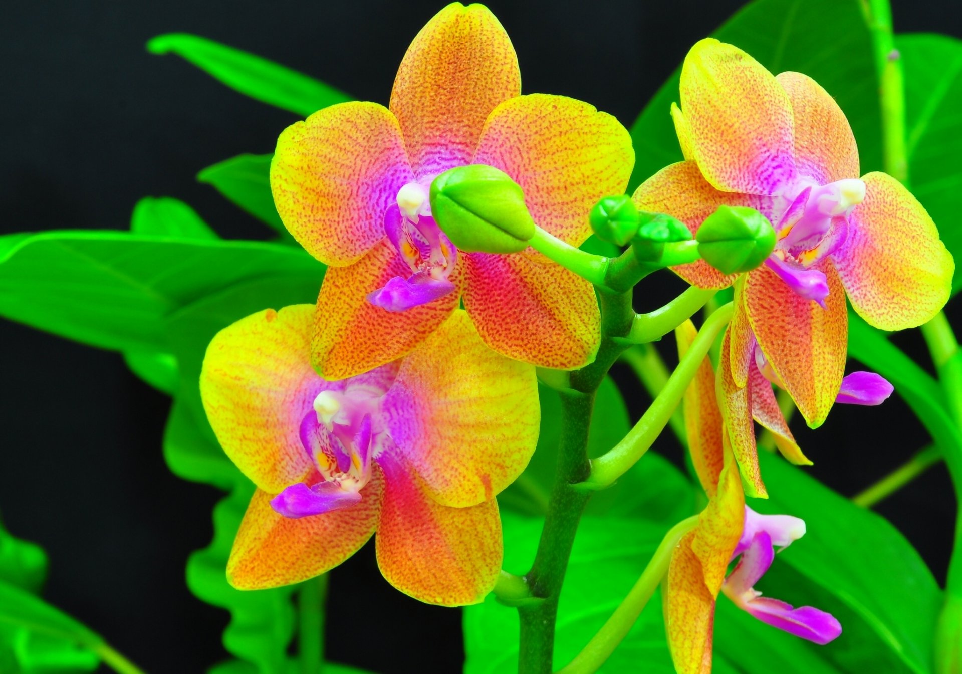 orchideen exotisch knospen zweig