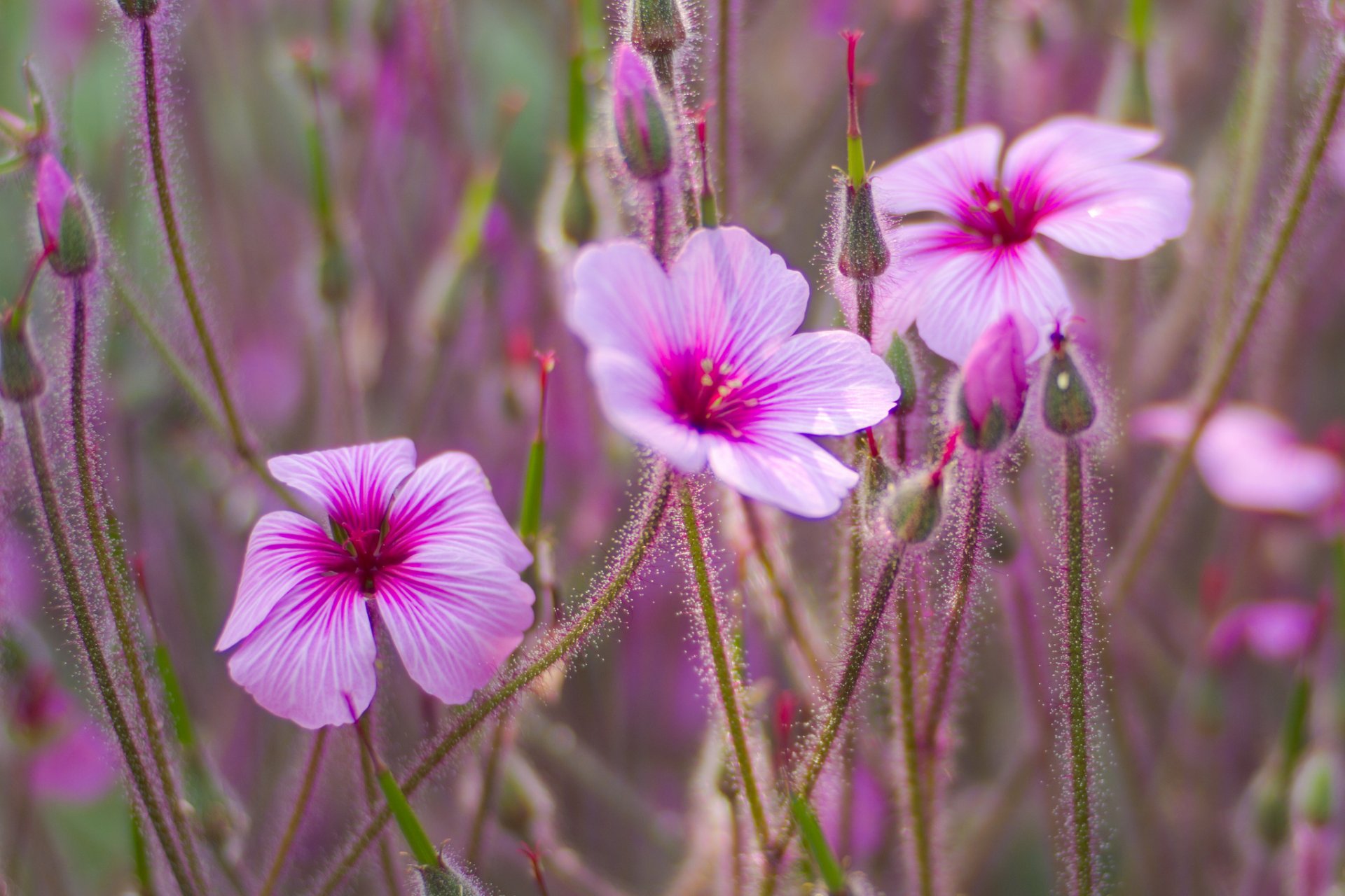 flower pink buds background