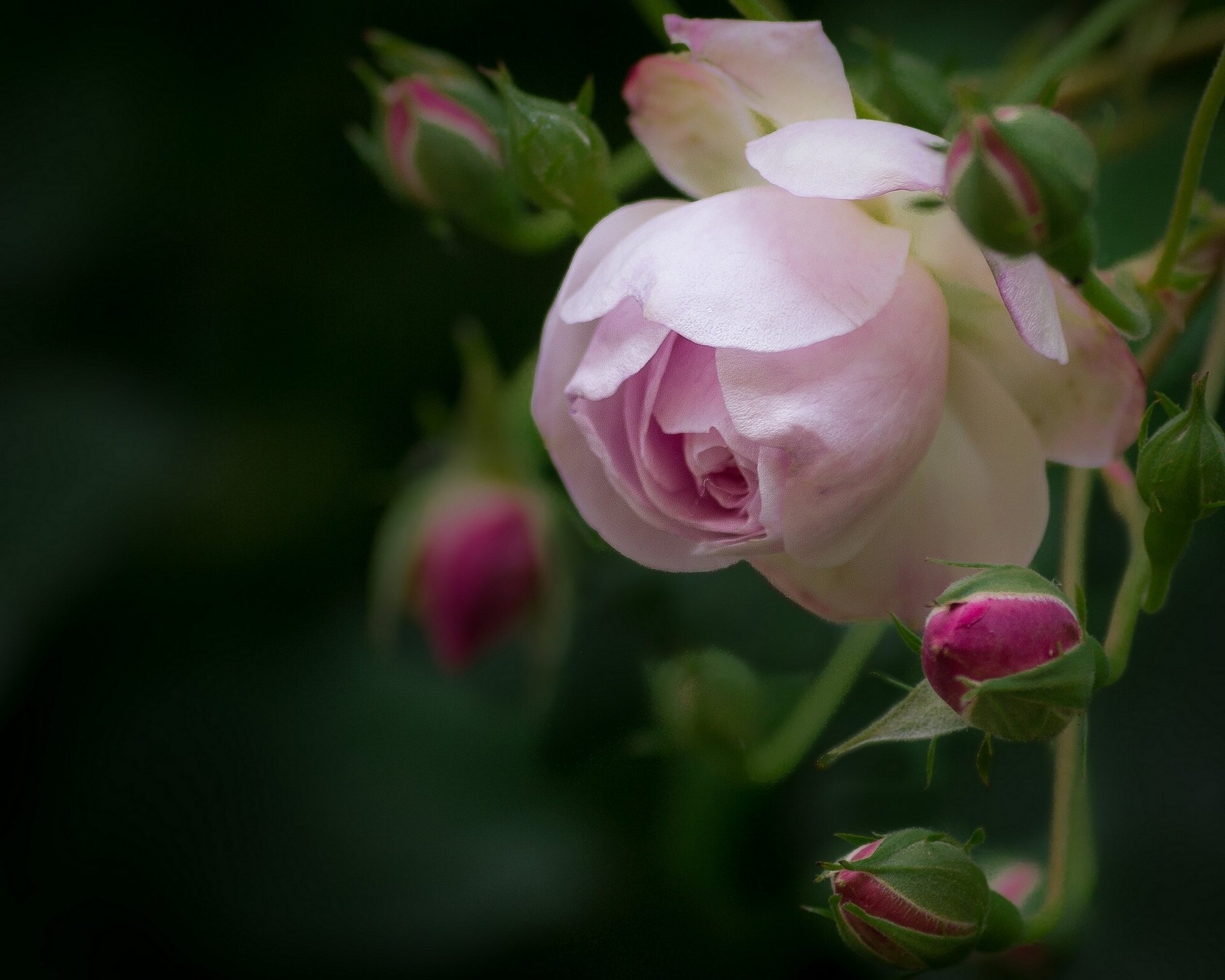 rosa brotes pétalos macro