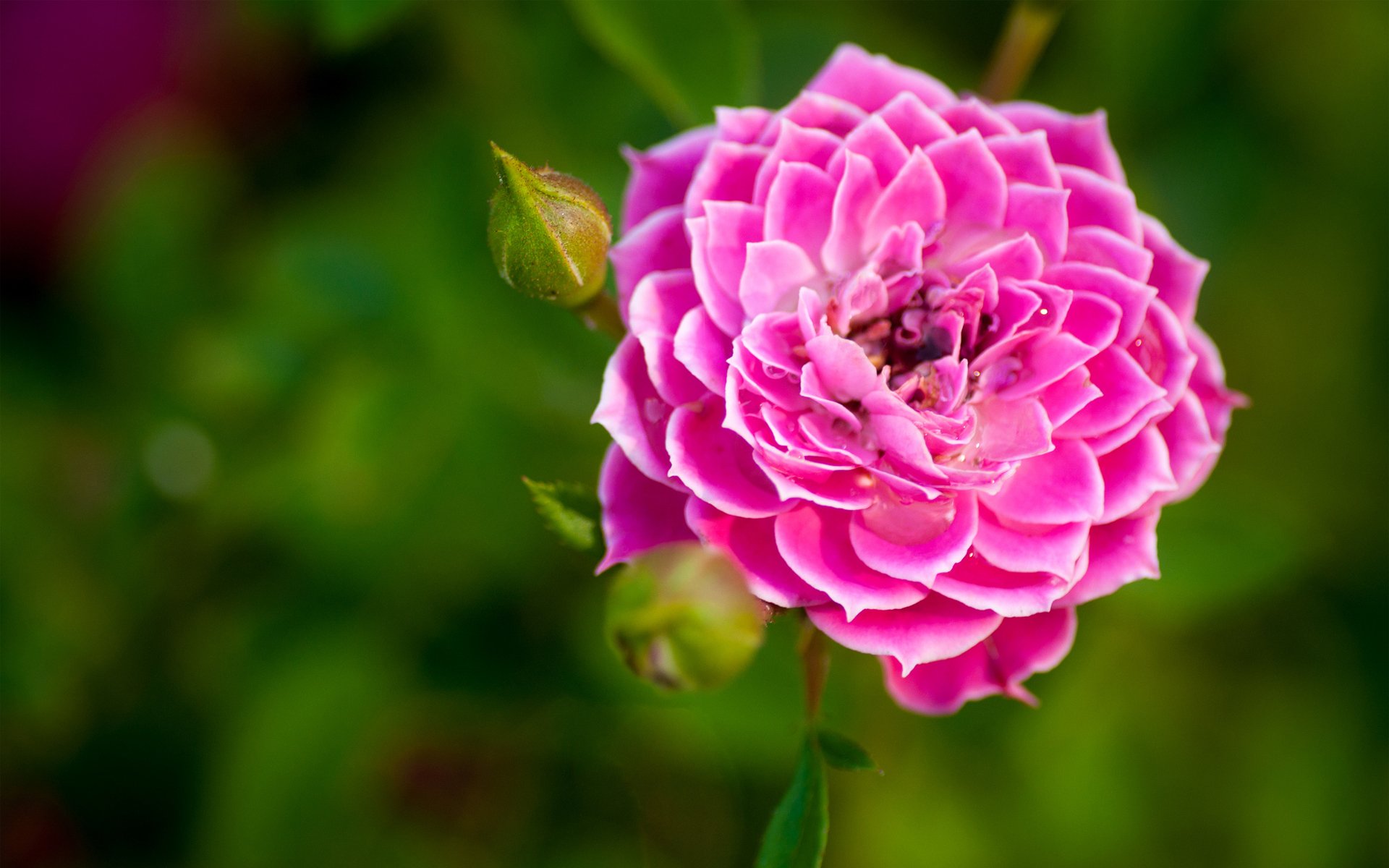 fiore rosa rosa bordo germoglio verde