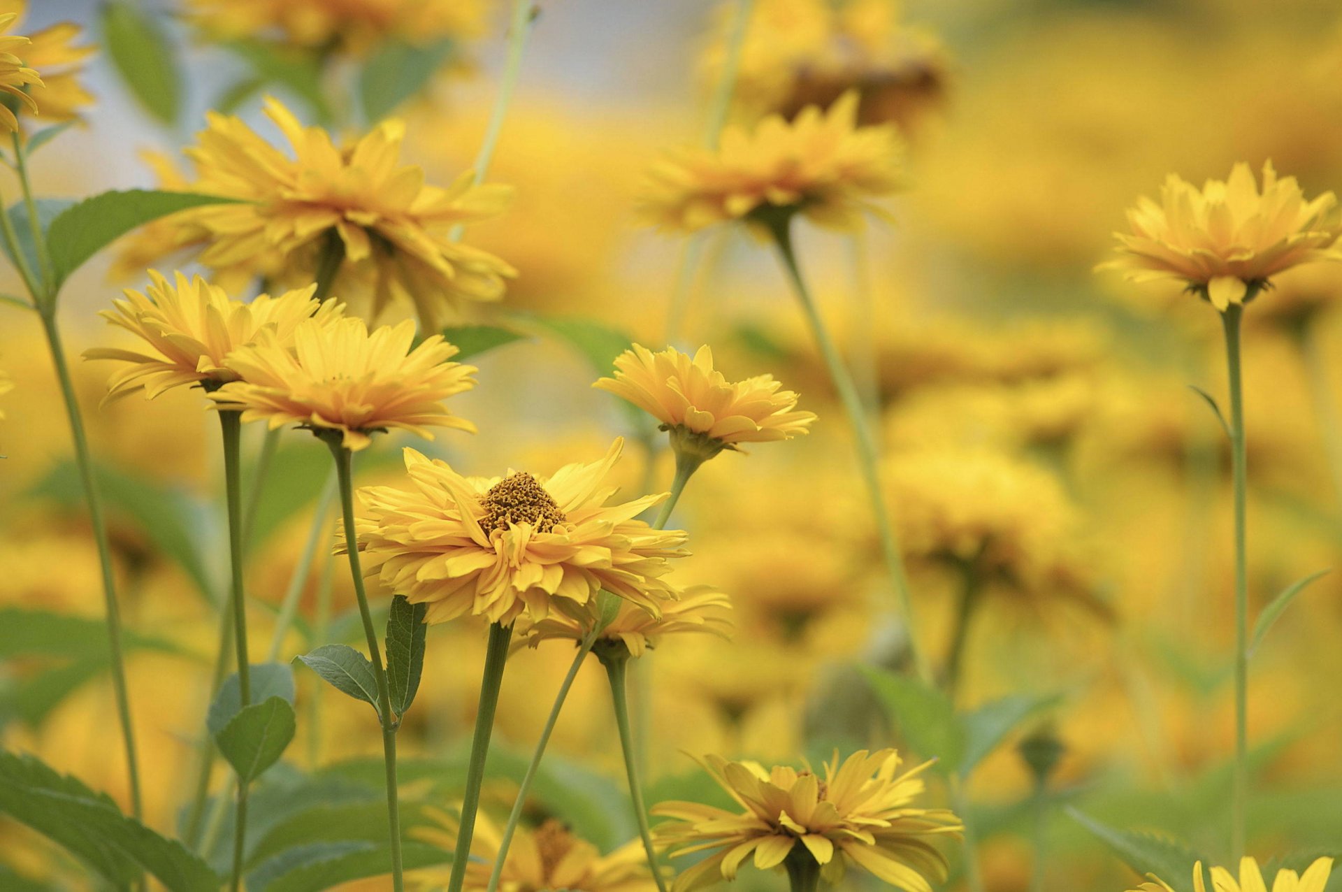 fleurs jaune flou fond