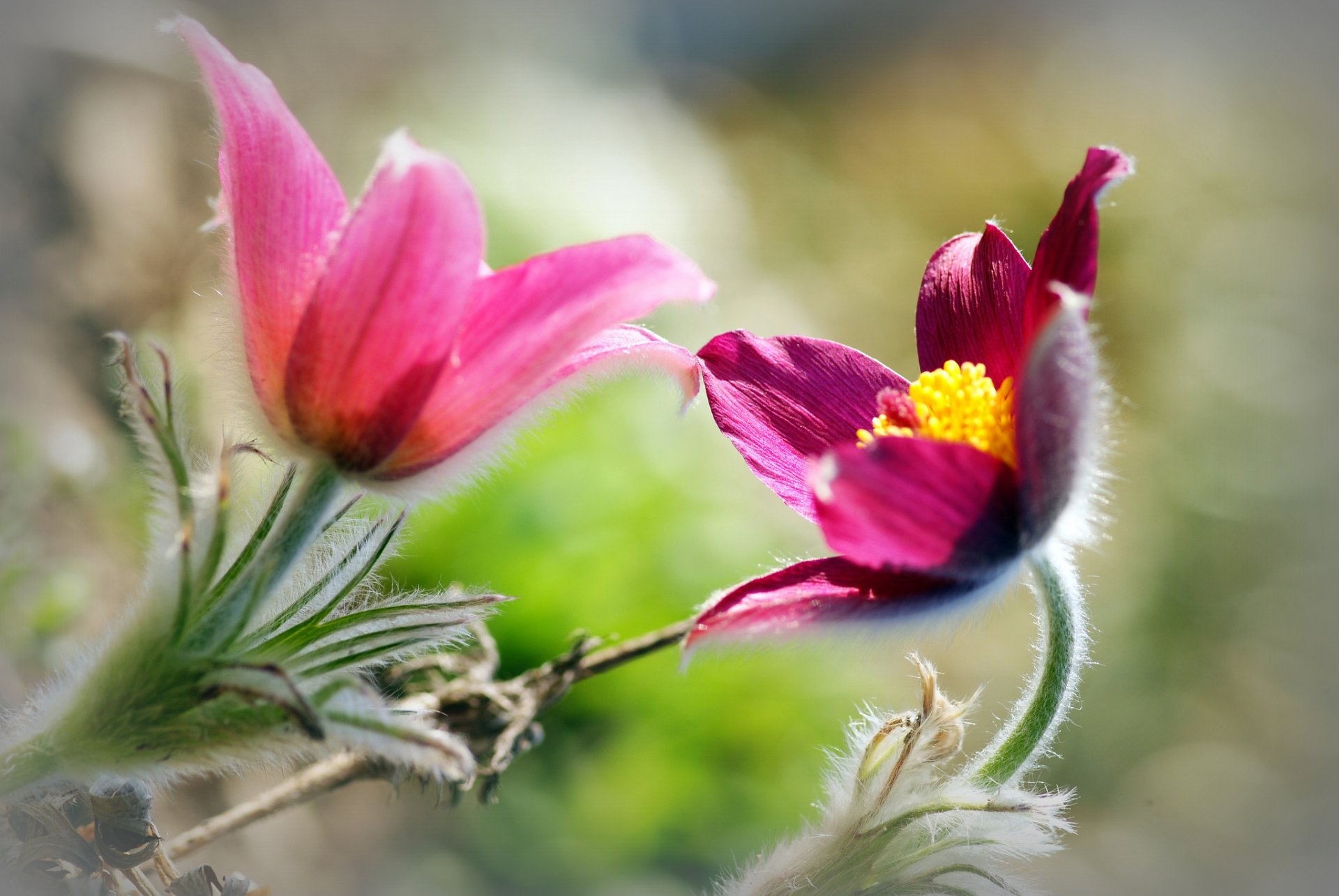 flower pink blur background