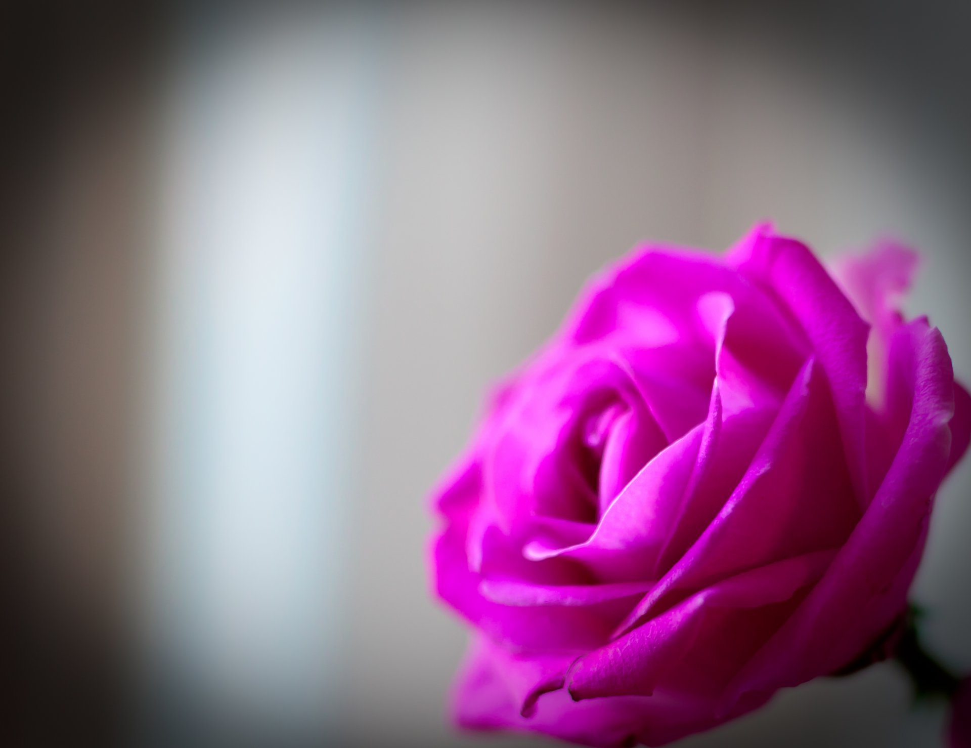 fleurs fleur rose rose rose pétales tendresse macro fond papier peint écran large plein écran écran large