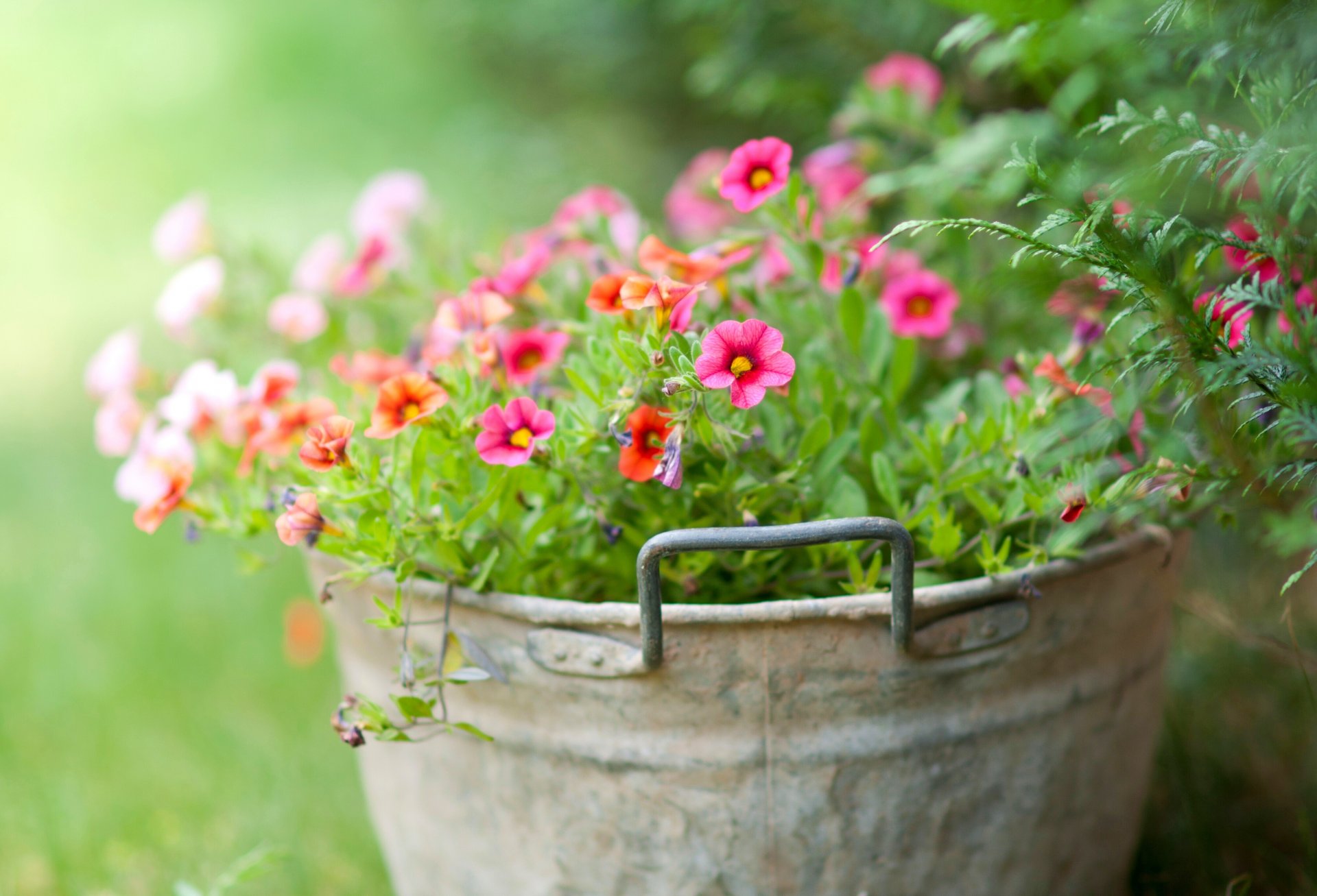 bucket flower tender green