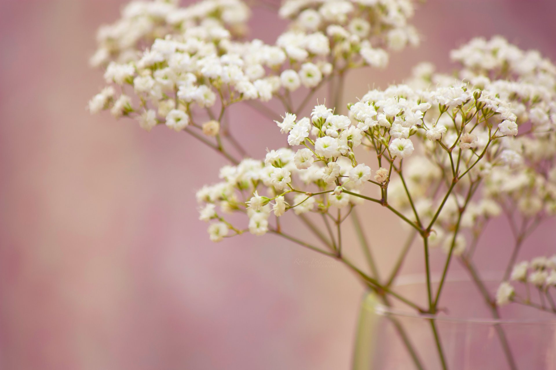 gypsophila flores pequeño blanco rama florero macro