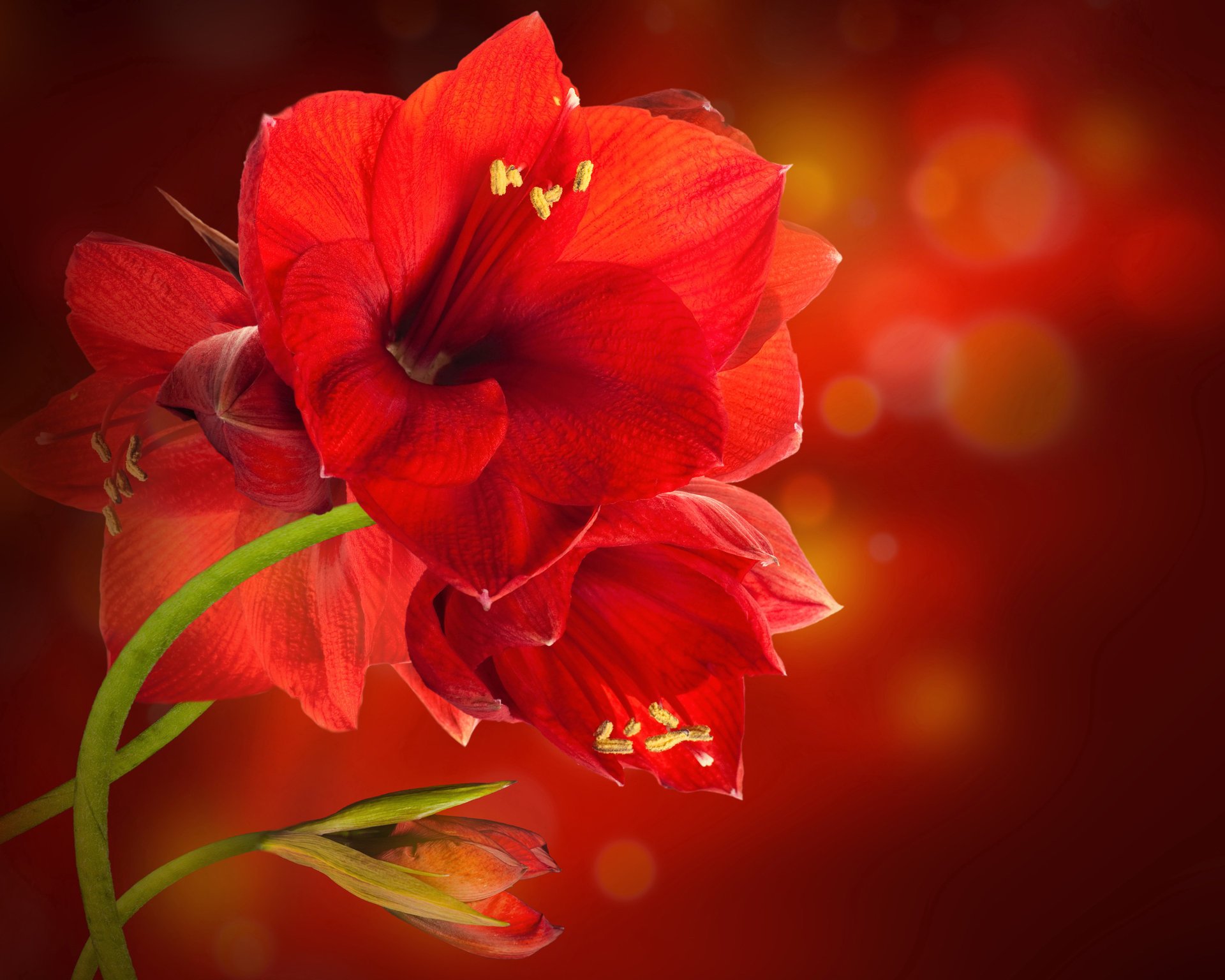 amaryllis grue éblouissement fond rouge