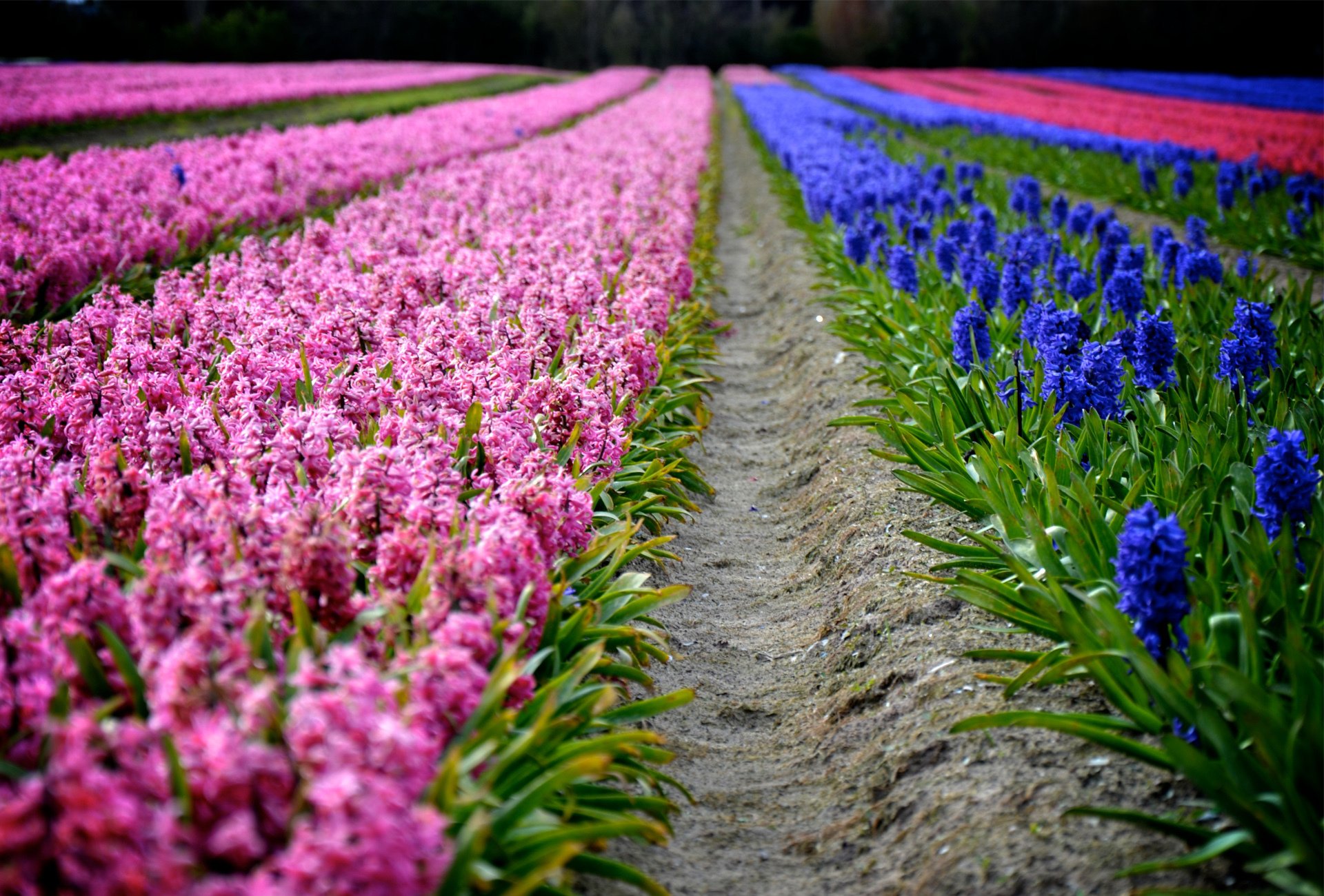 jacintos primavera flores plantación filas rosa púrpura