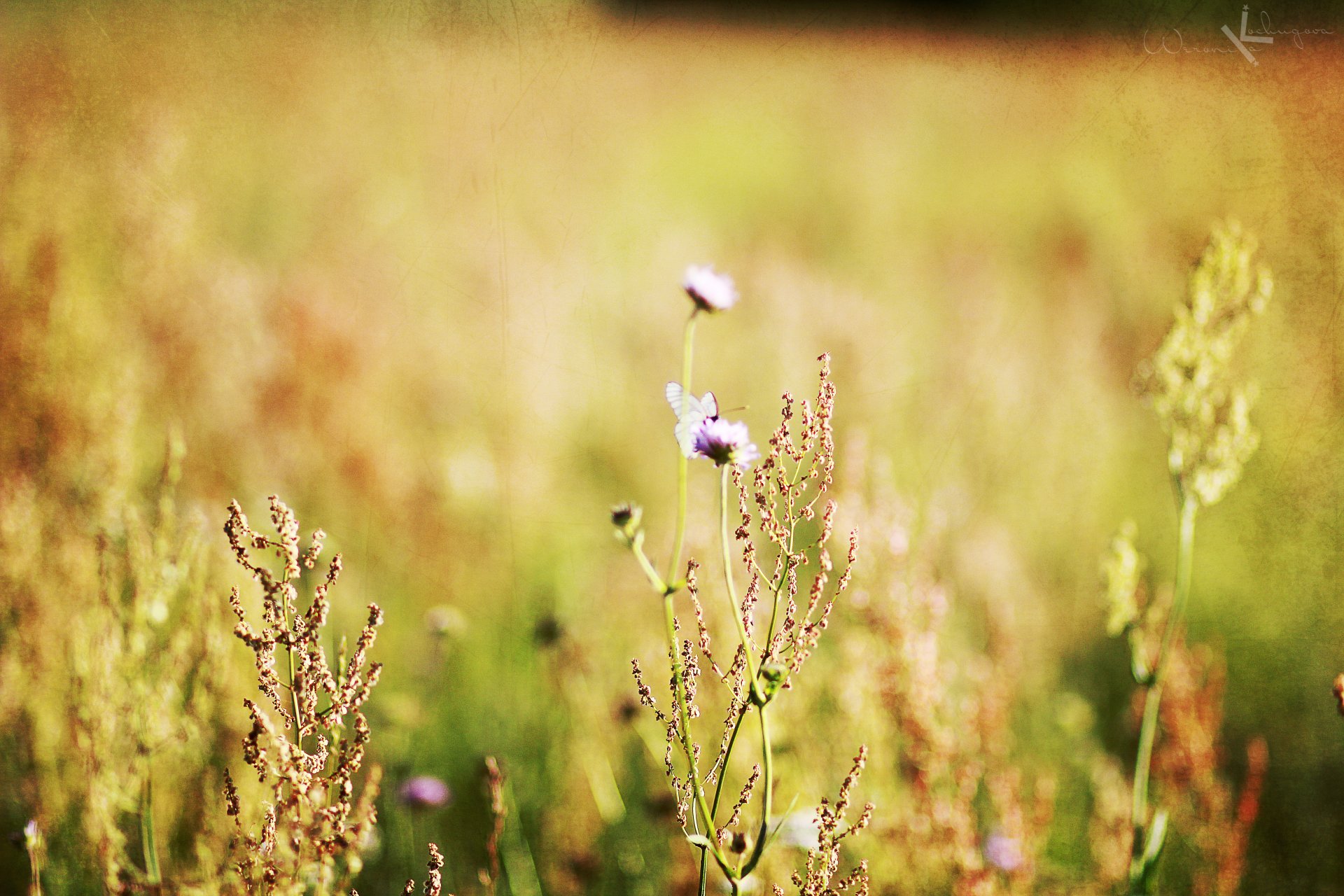 macro flores campo minimalismo