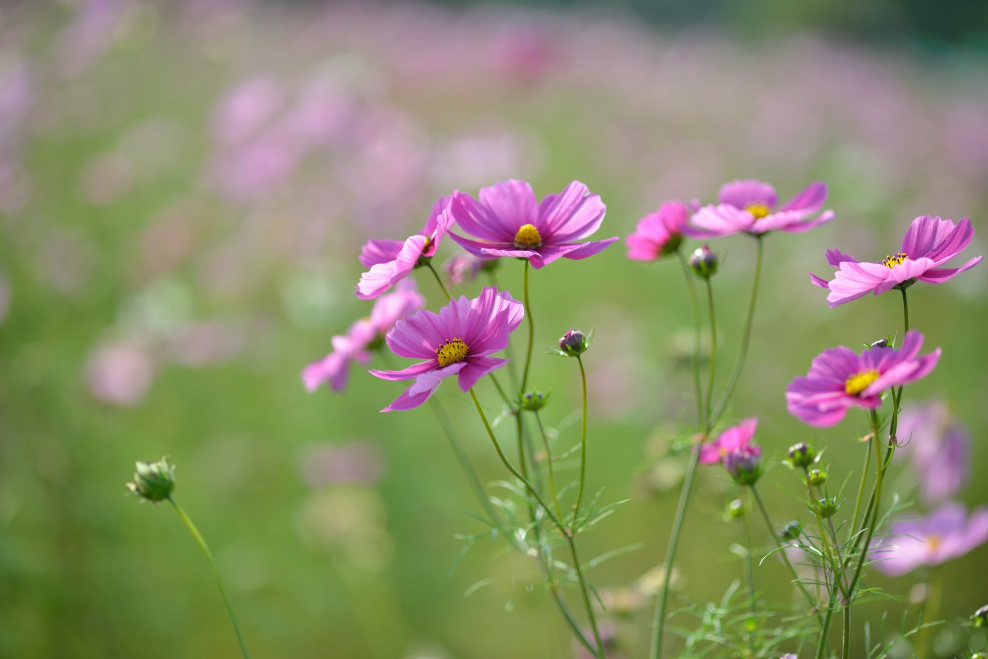 cosmea fleurs rose pourpre pétales bourgeons champ macro mise au point flou