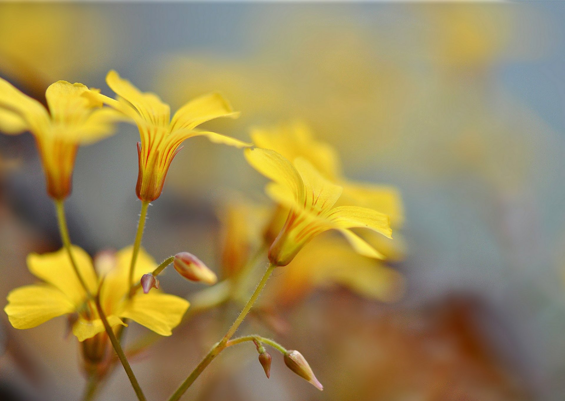 zweige blumen gelb knospen hintergrund