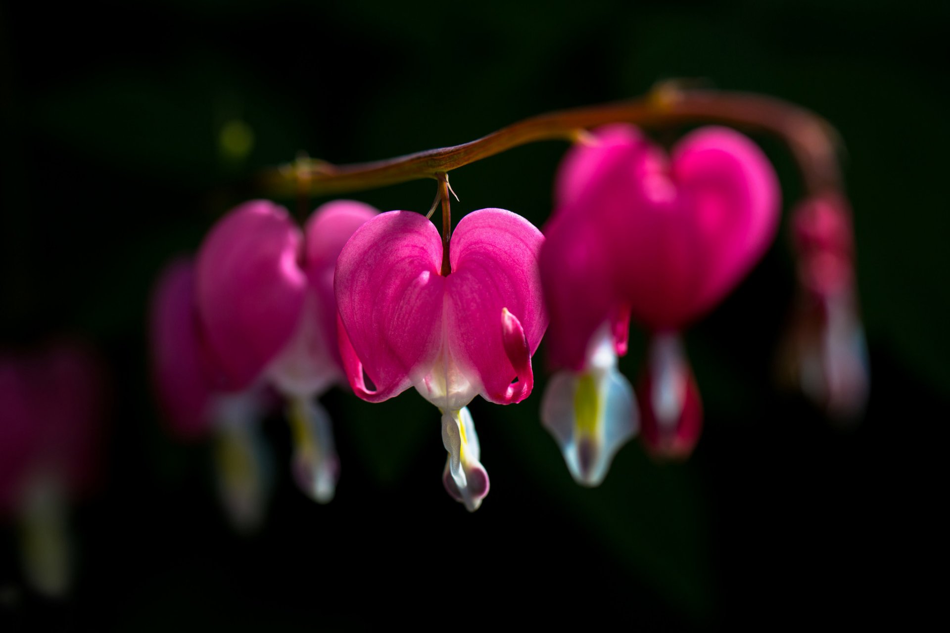 flower pink broken heart dicentra dark background