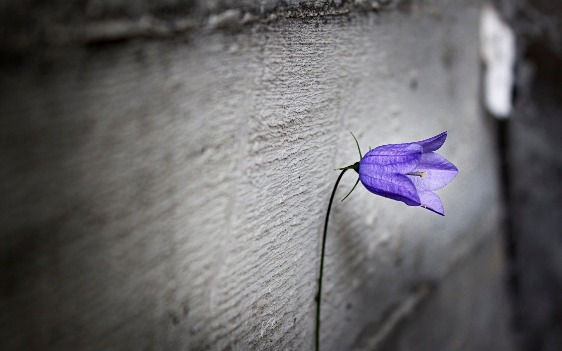 fleurs fleur violet solitude flou fleur fond papier peint écran large plein écran écran large