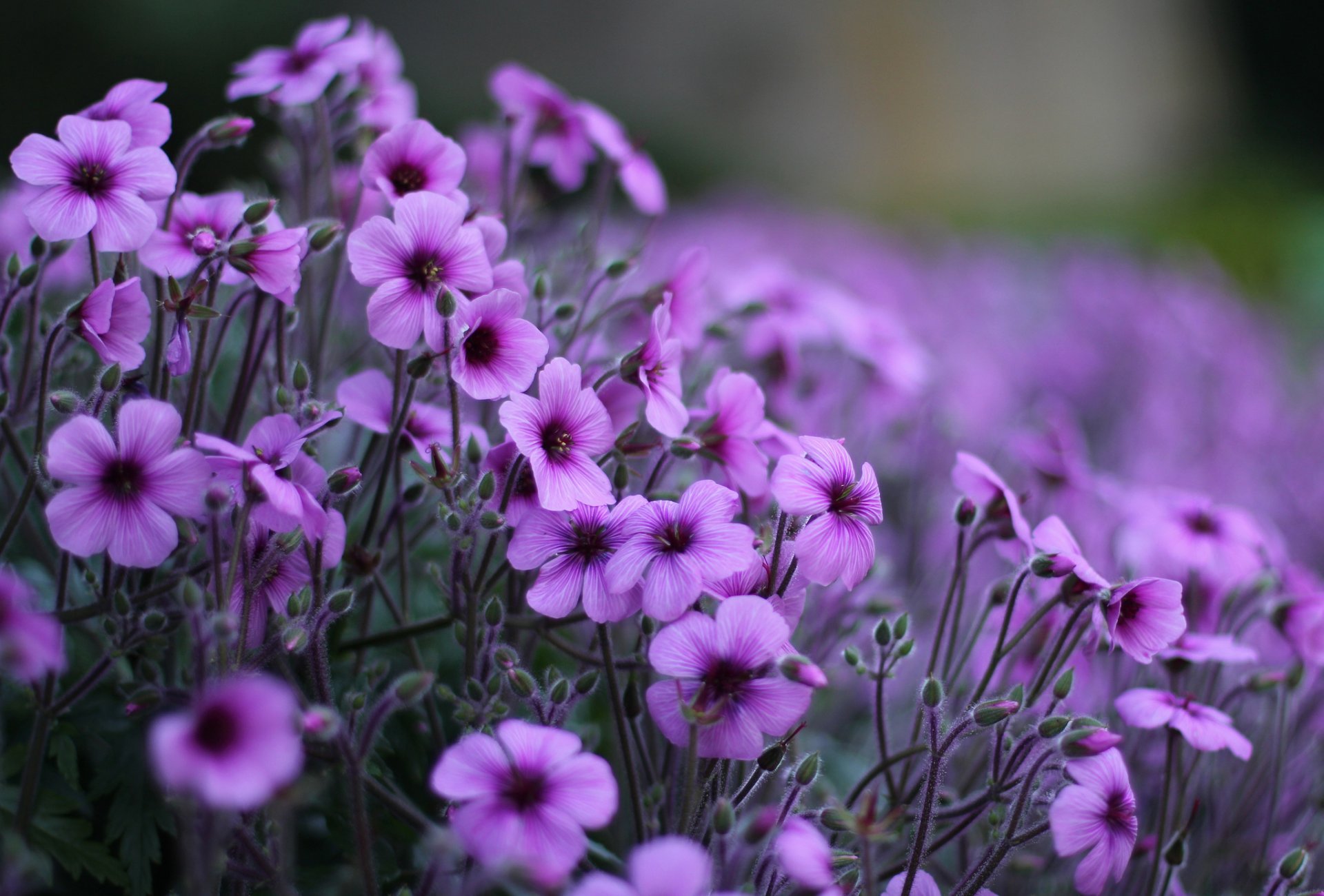 geranio acido lilla fiori petali radura macro sfocatura