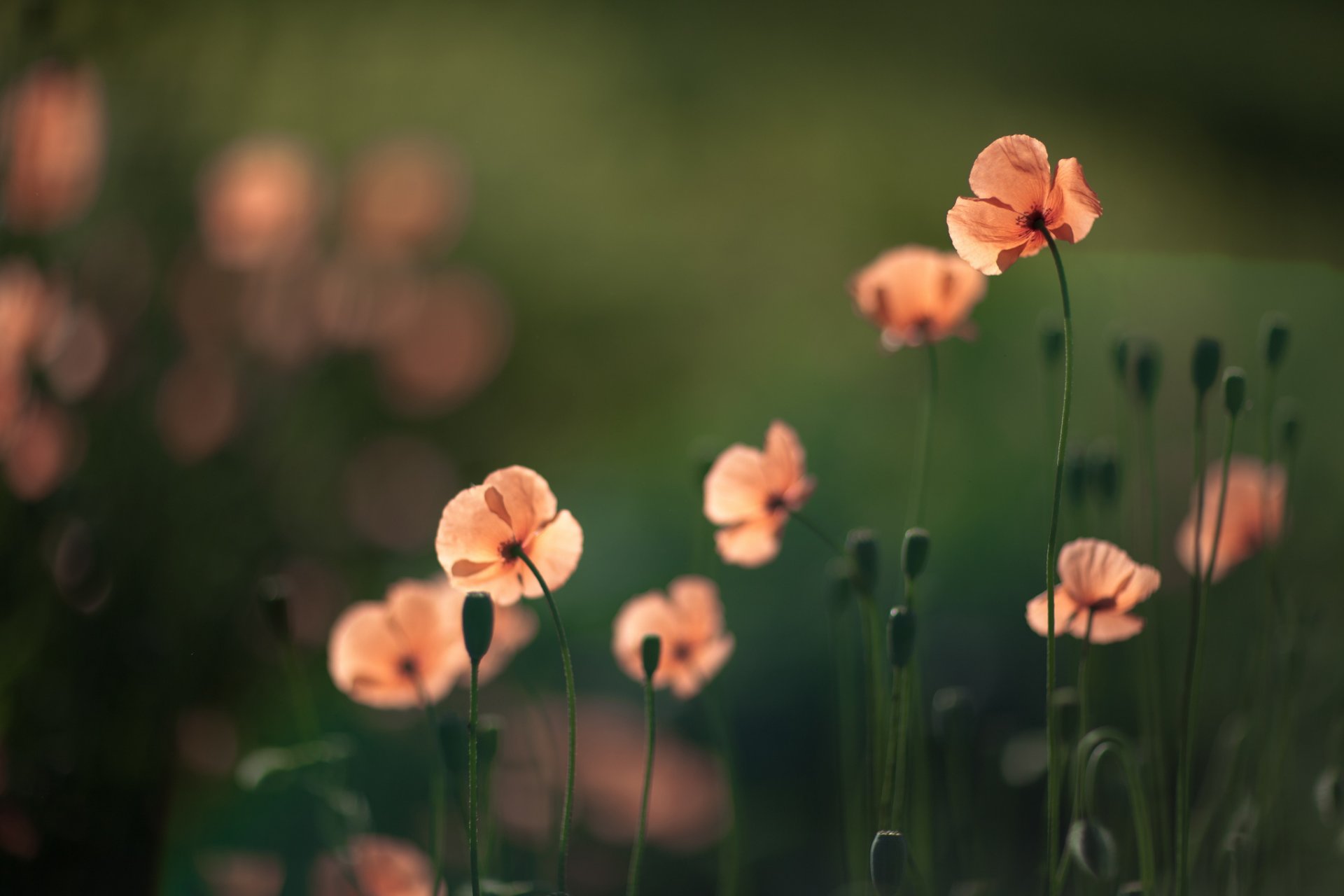 flores amapolas luz fondo