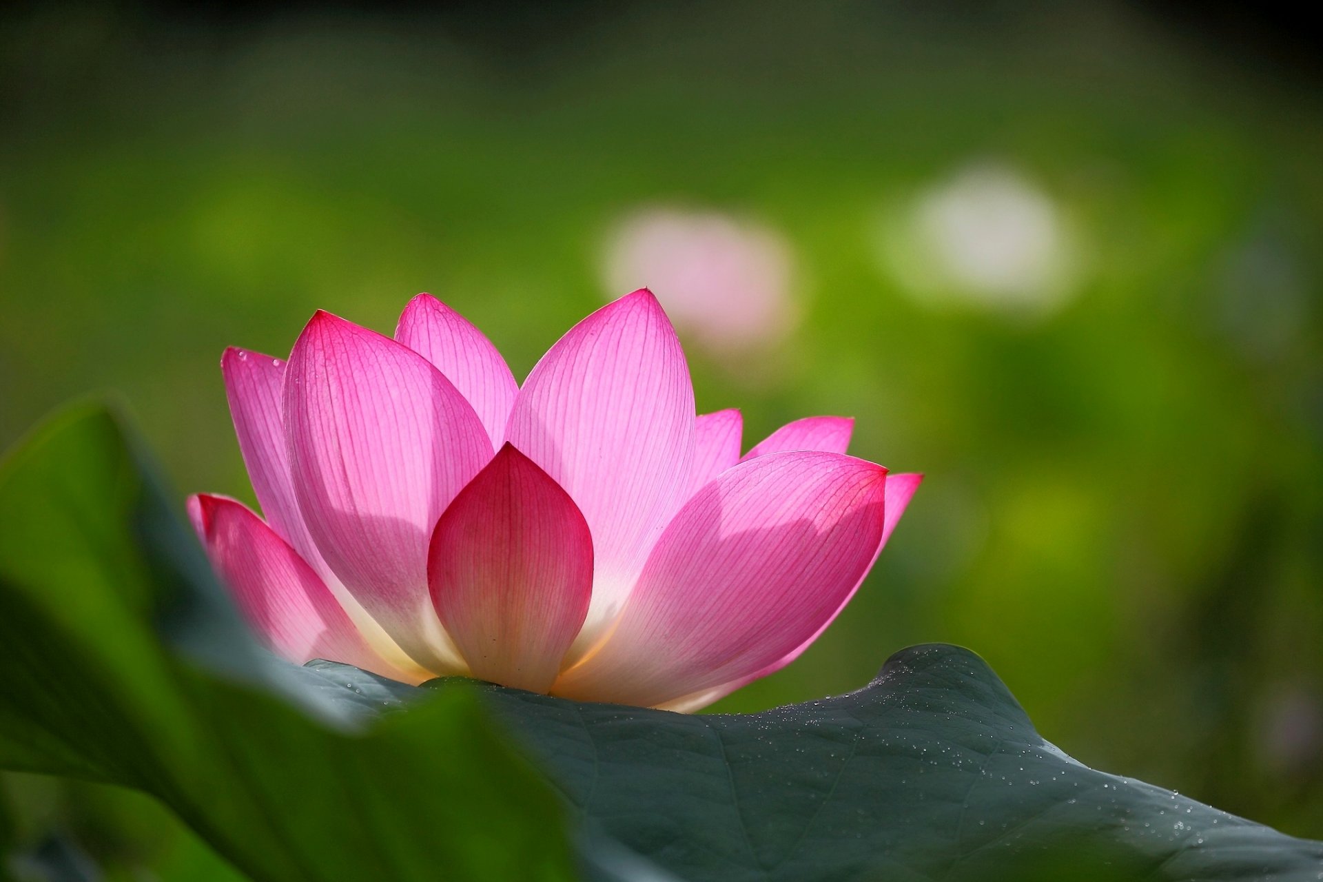 lotus flower pink petals leaves green background blur