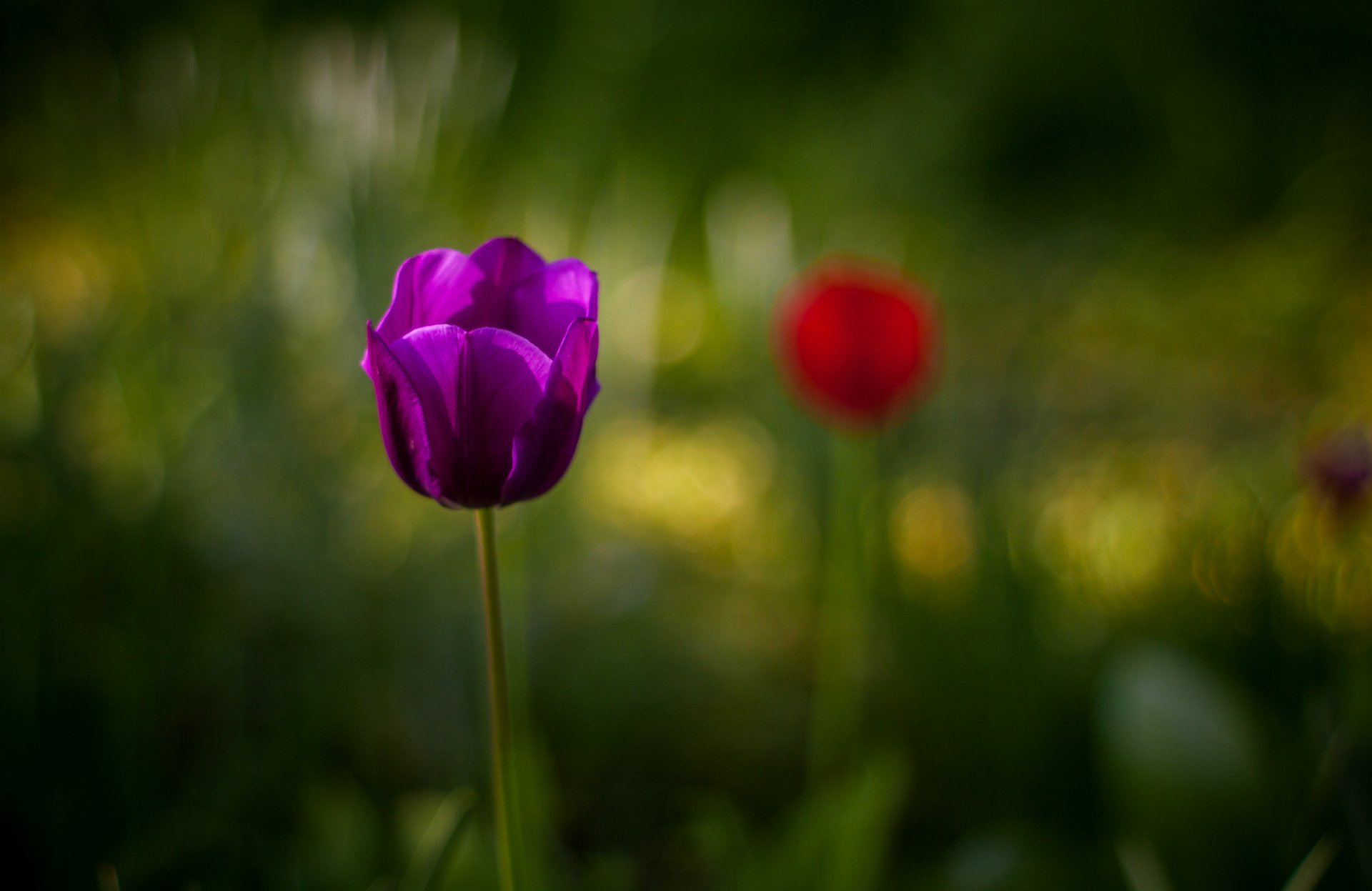 tulipán púrpura flor macro desenfoque