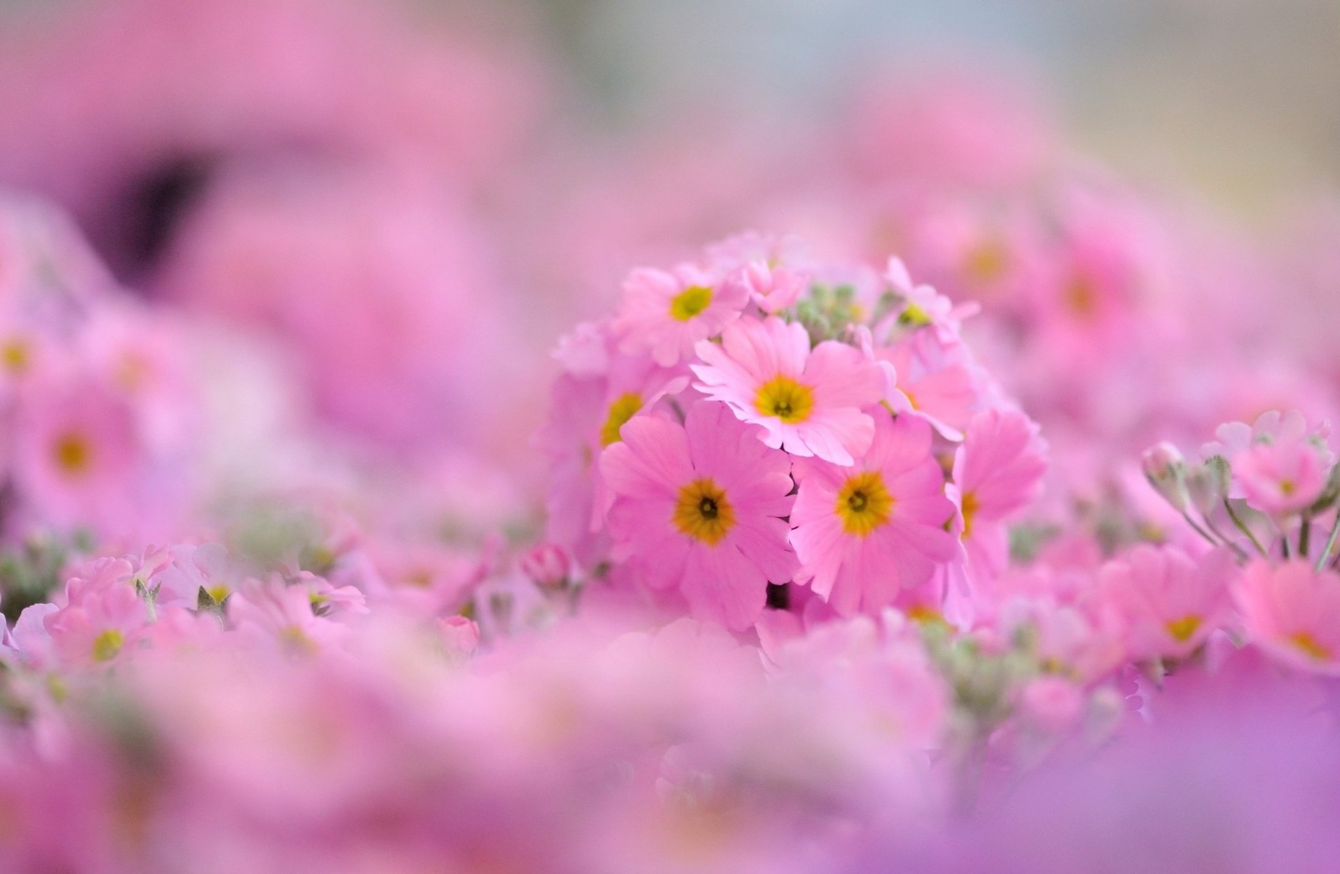 flower flowers primrose evening primrose pink close up background wallpaper widescreen full screen hd wallpapers fullscreen