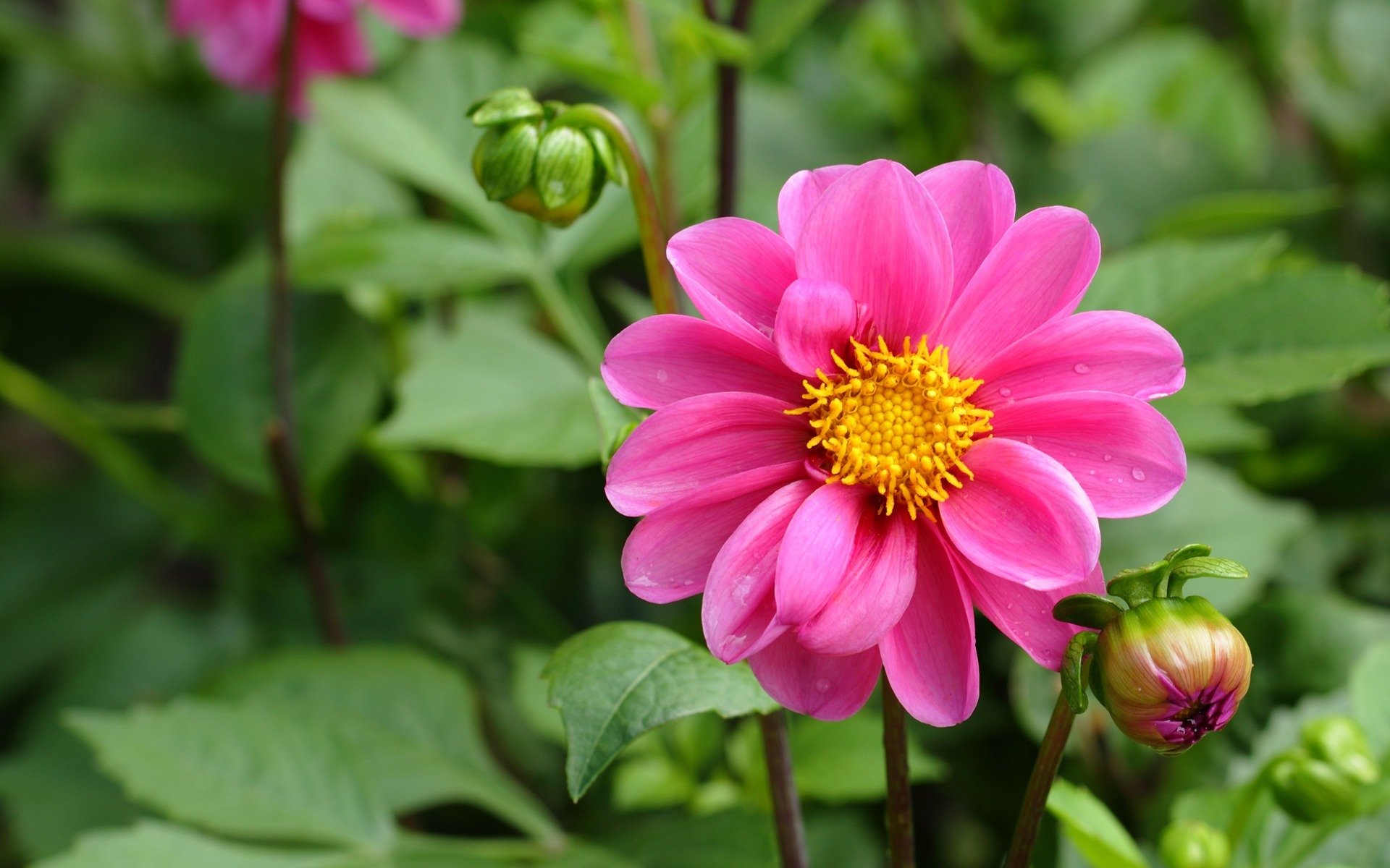 fiore dalia rosa boccioli foglie verdi