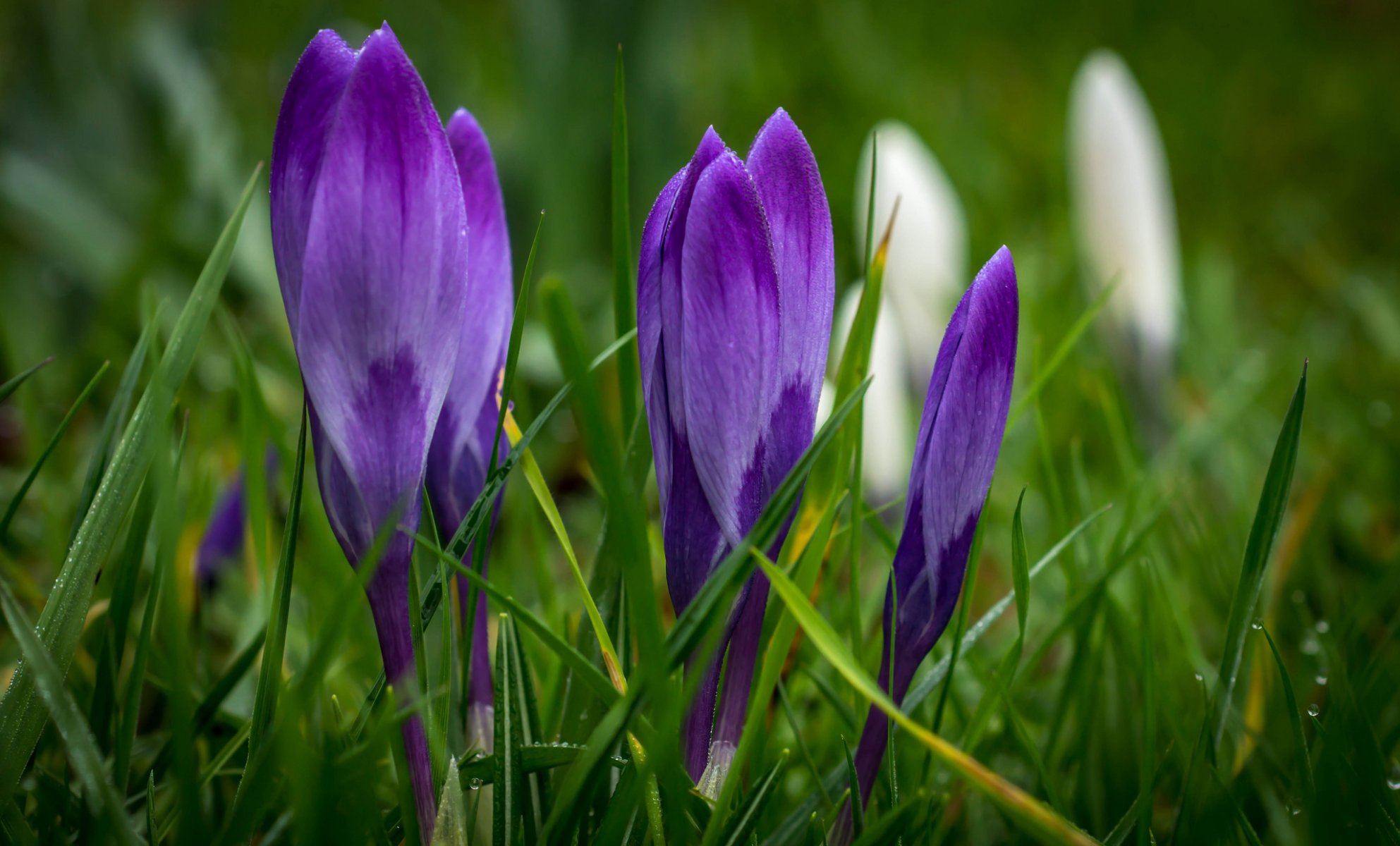 azafrán púrpura flores primavera hierba