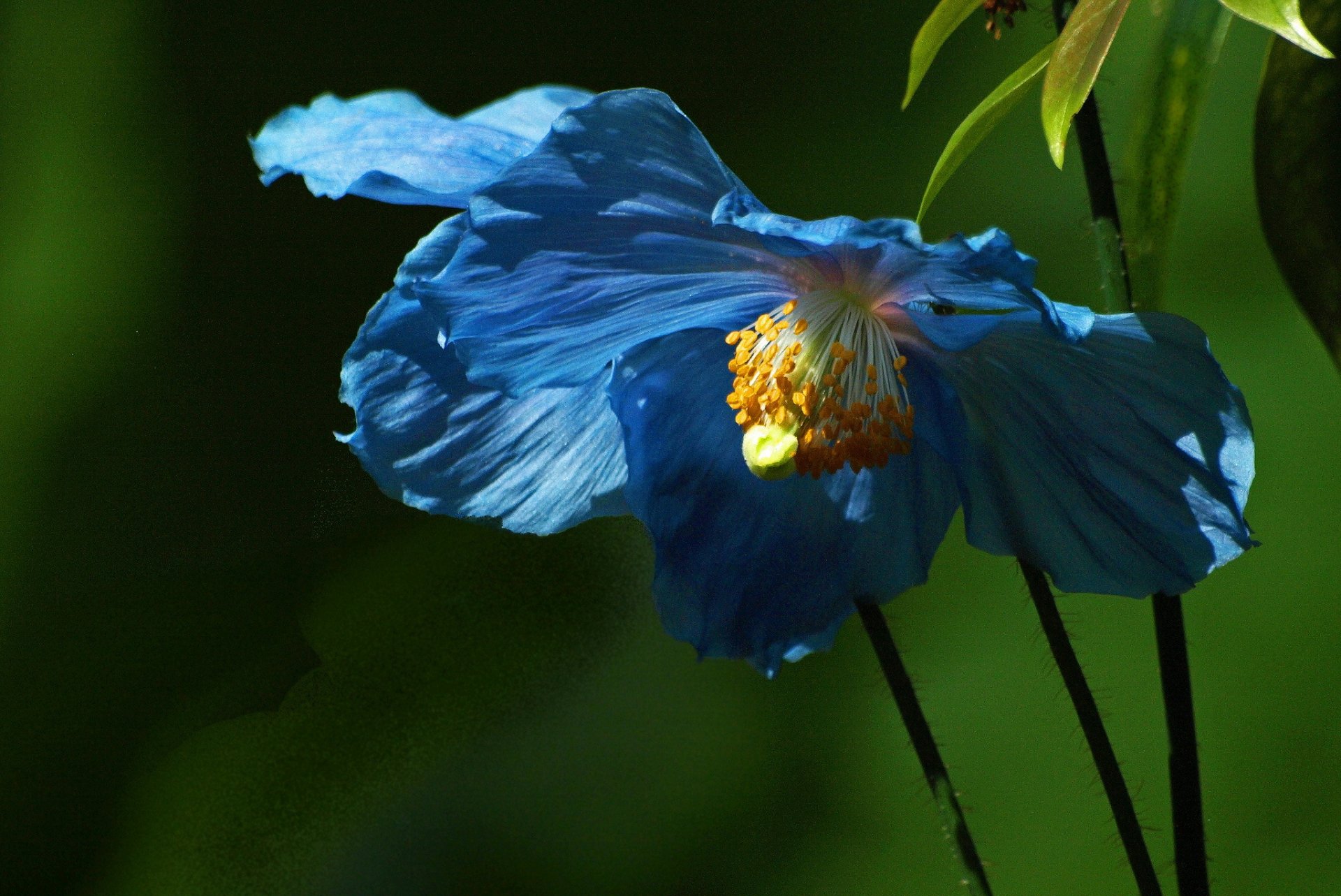 flor azul hojas fondo