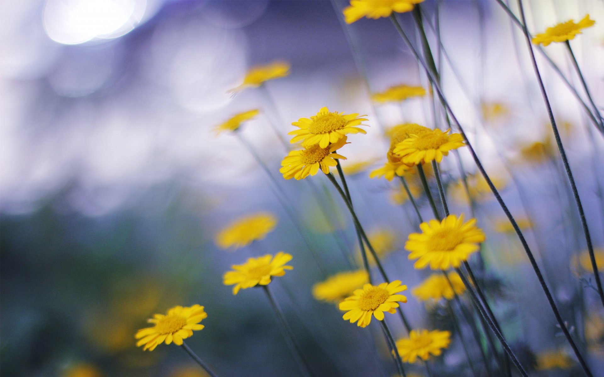 gänseblümchen blumen gelb makro natur