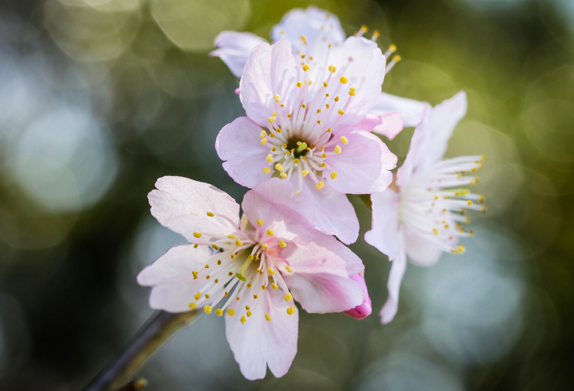 branch flower pink sakura reflections bokeh