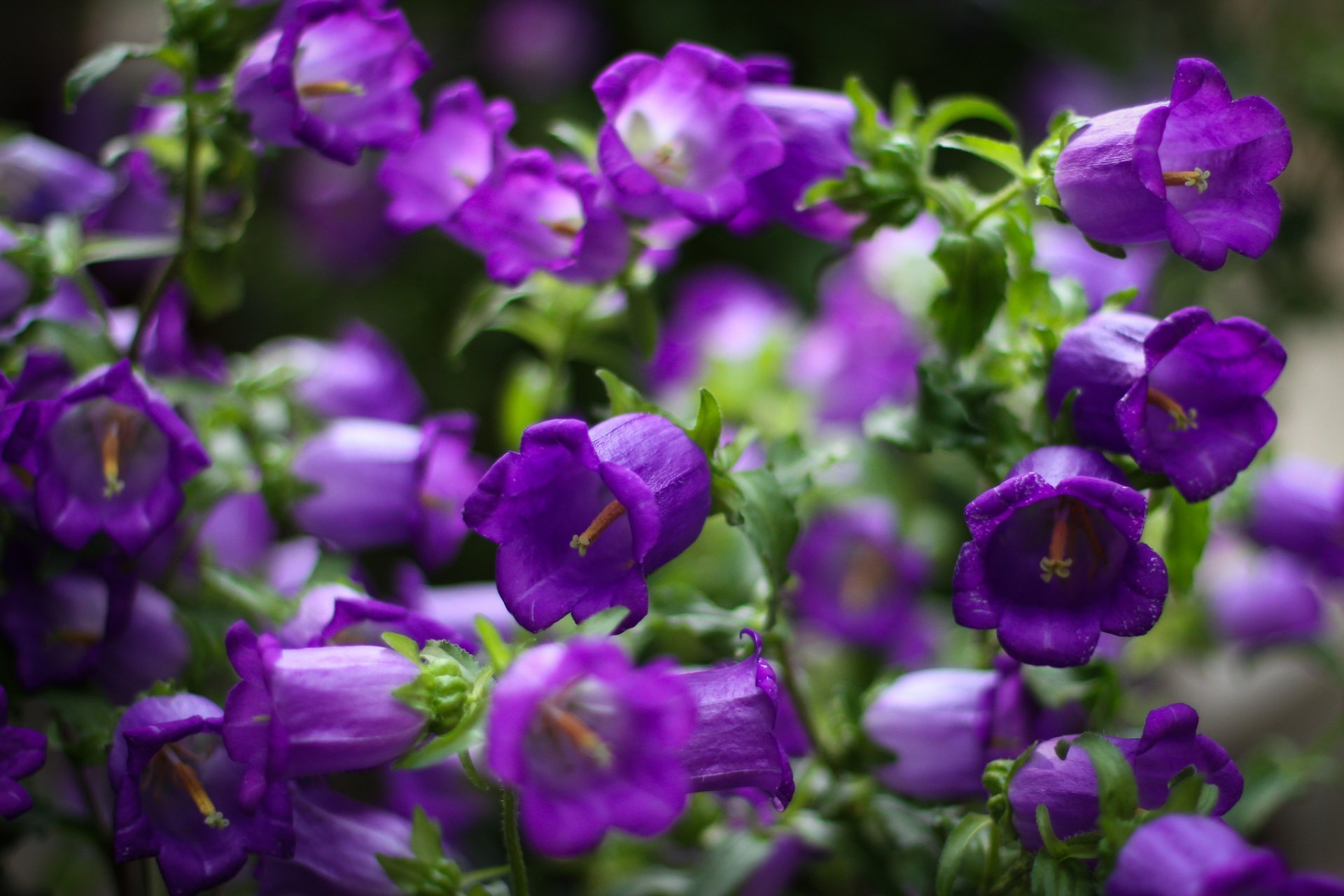 campane fiori viola petali macro messa a fuoco