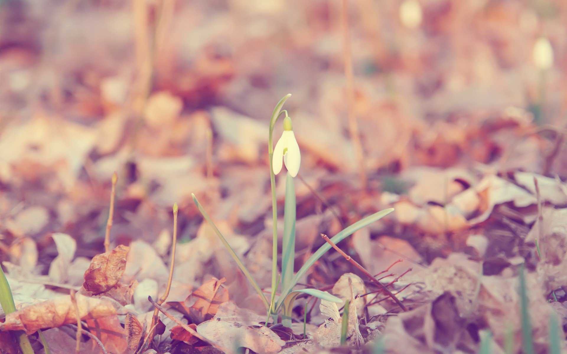 flower plant snowdrop galanthus leaves background wallpaper