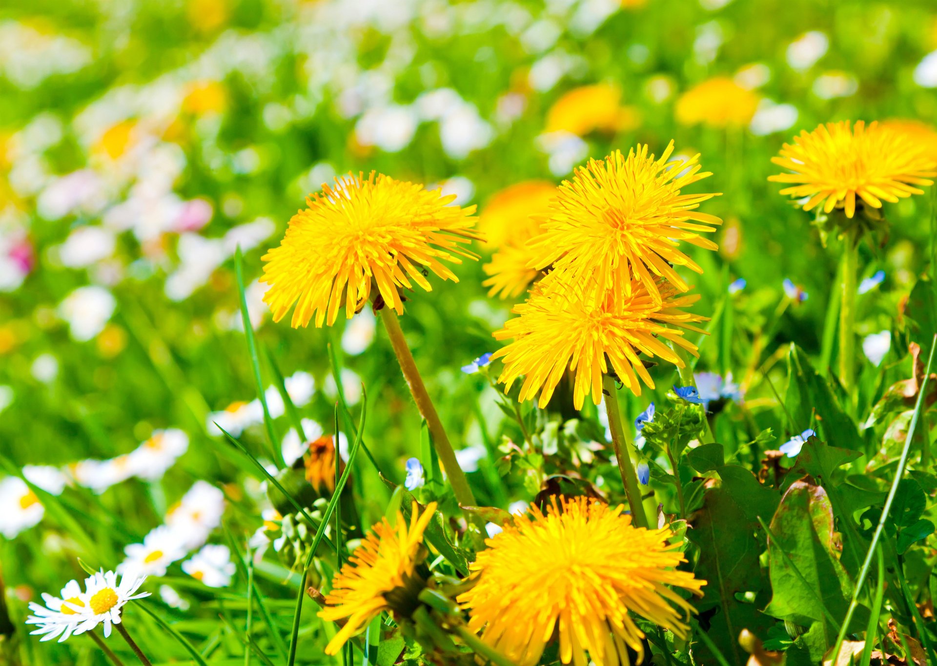 claro flores margaritas dientes de león amarillo