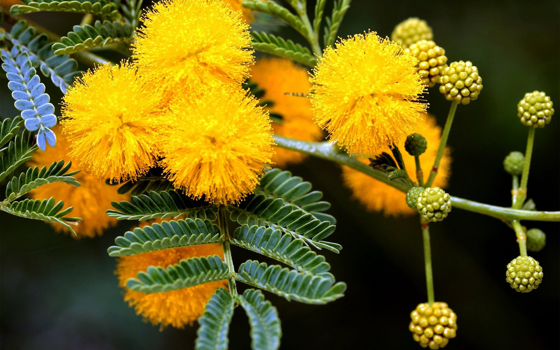 frühling mimose baum gelb knospen