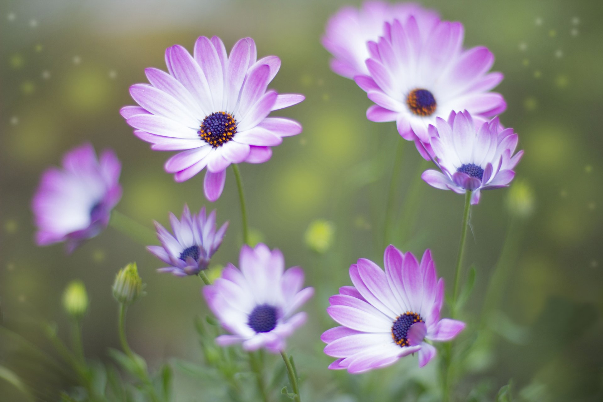 flower white-pink buds background