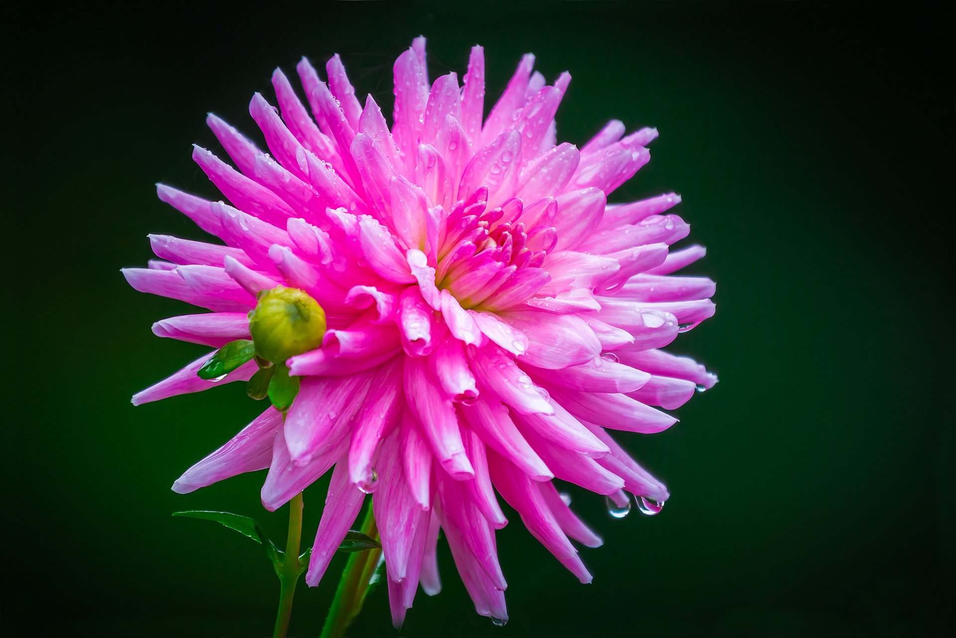 dalia rosa rugiada. gocce sfondo