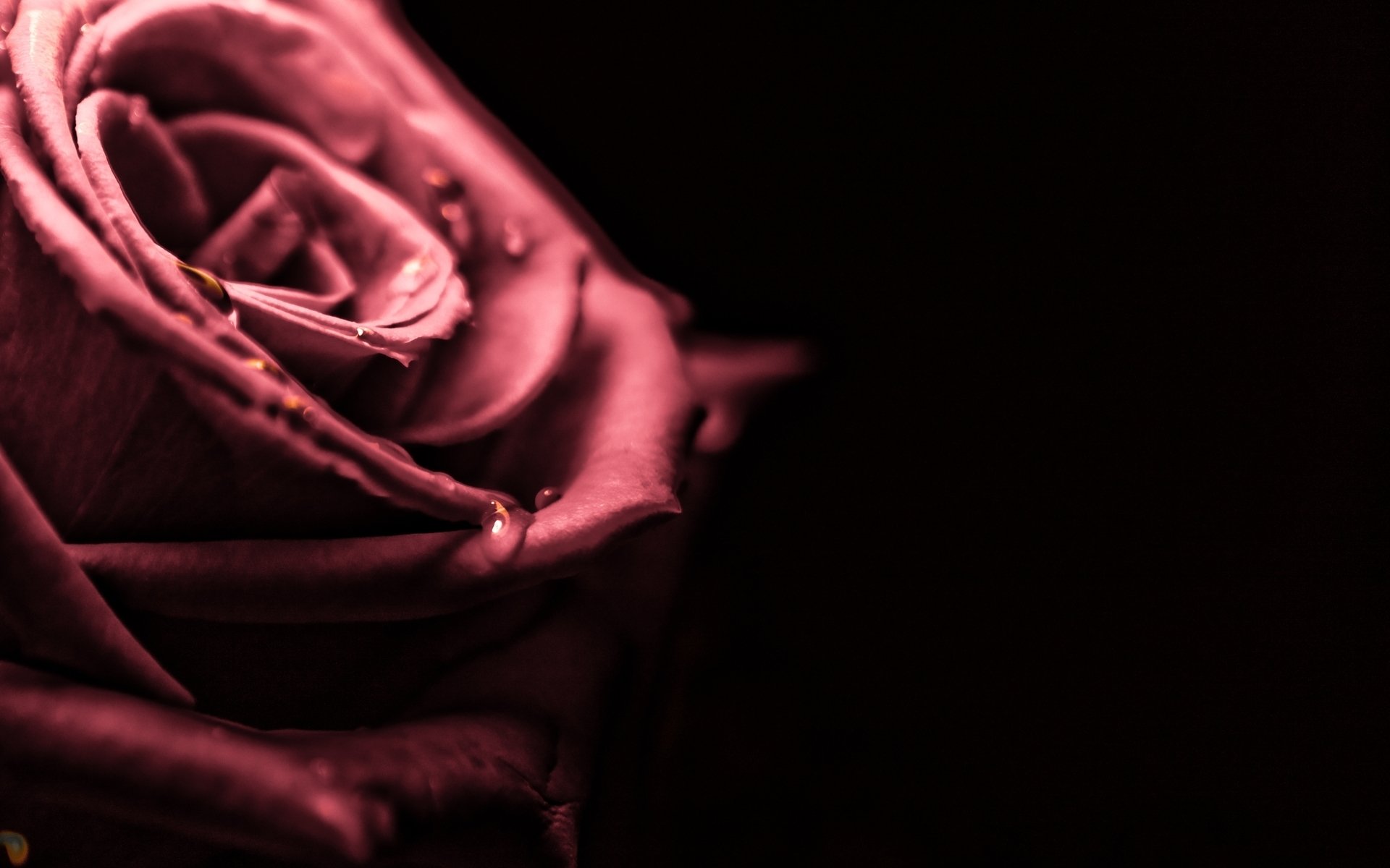 close up rose rosette pink petals drops drop water rosa blur black background wallpaper widescreen full screen hd wallpapers fullscreen