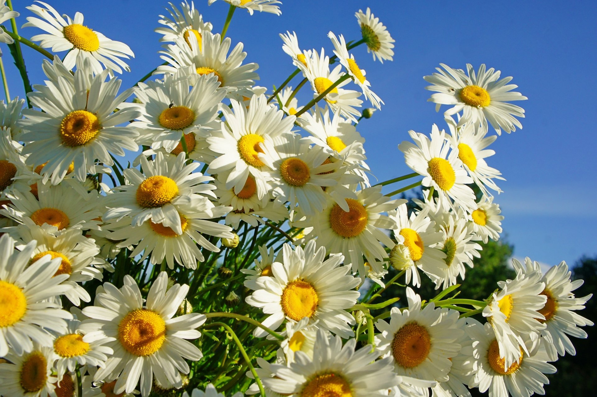 gänseblümchen sommer sonne