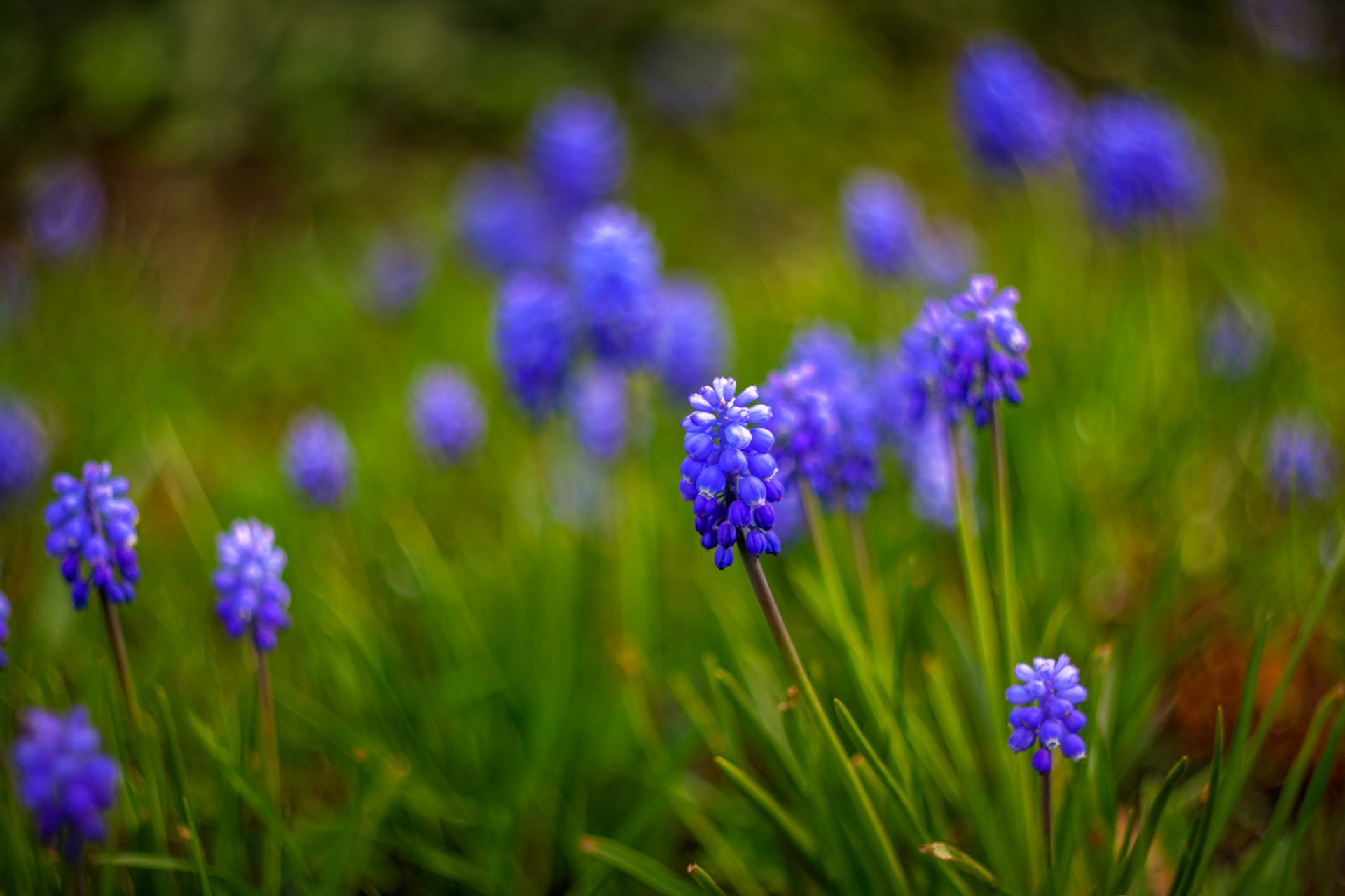 muscari fiori blu macro sfocatura