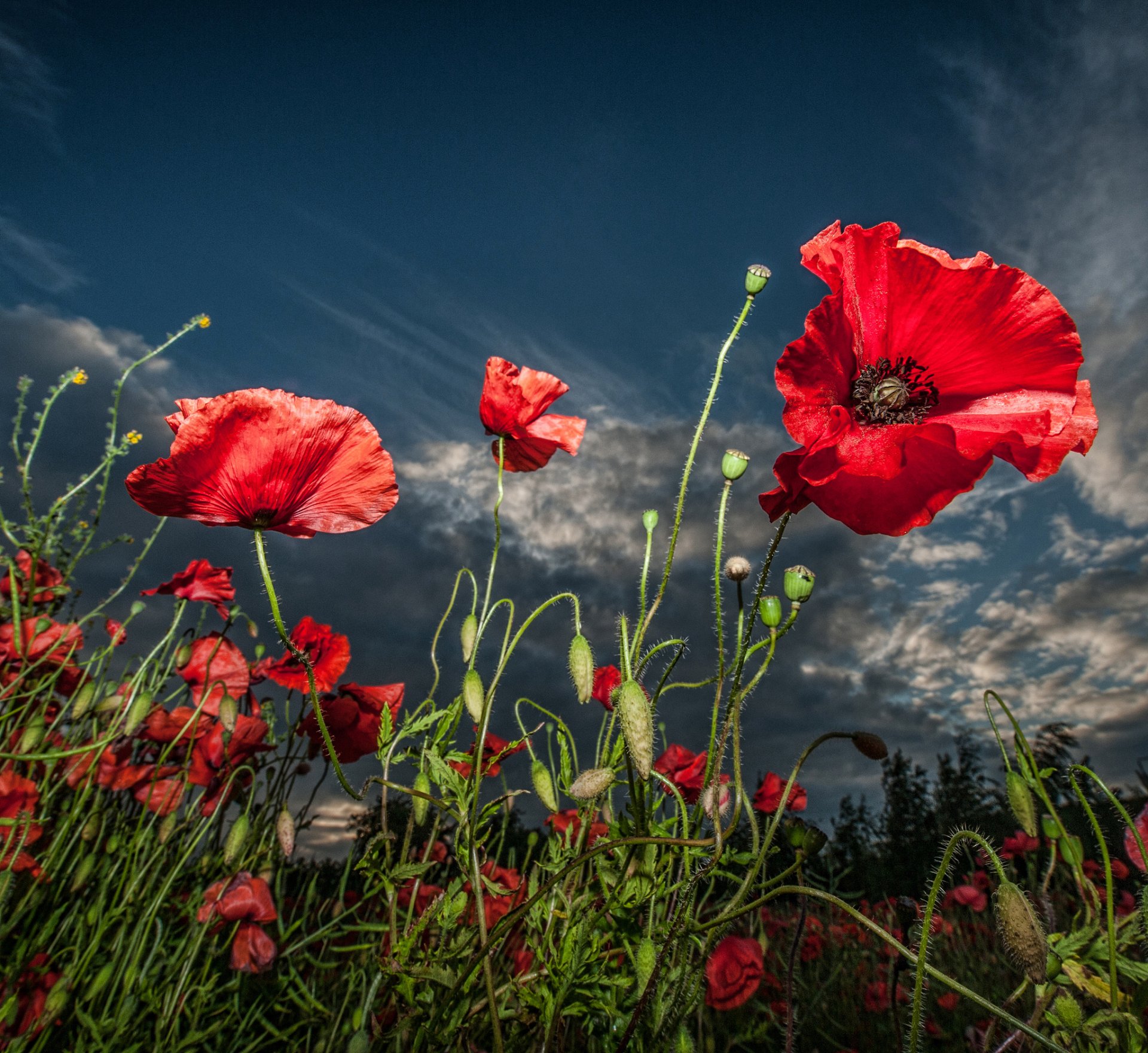 fiori papaveri rosso sfondo