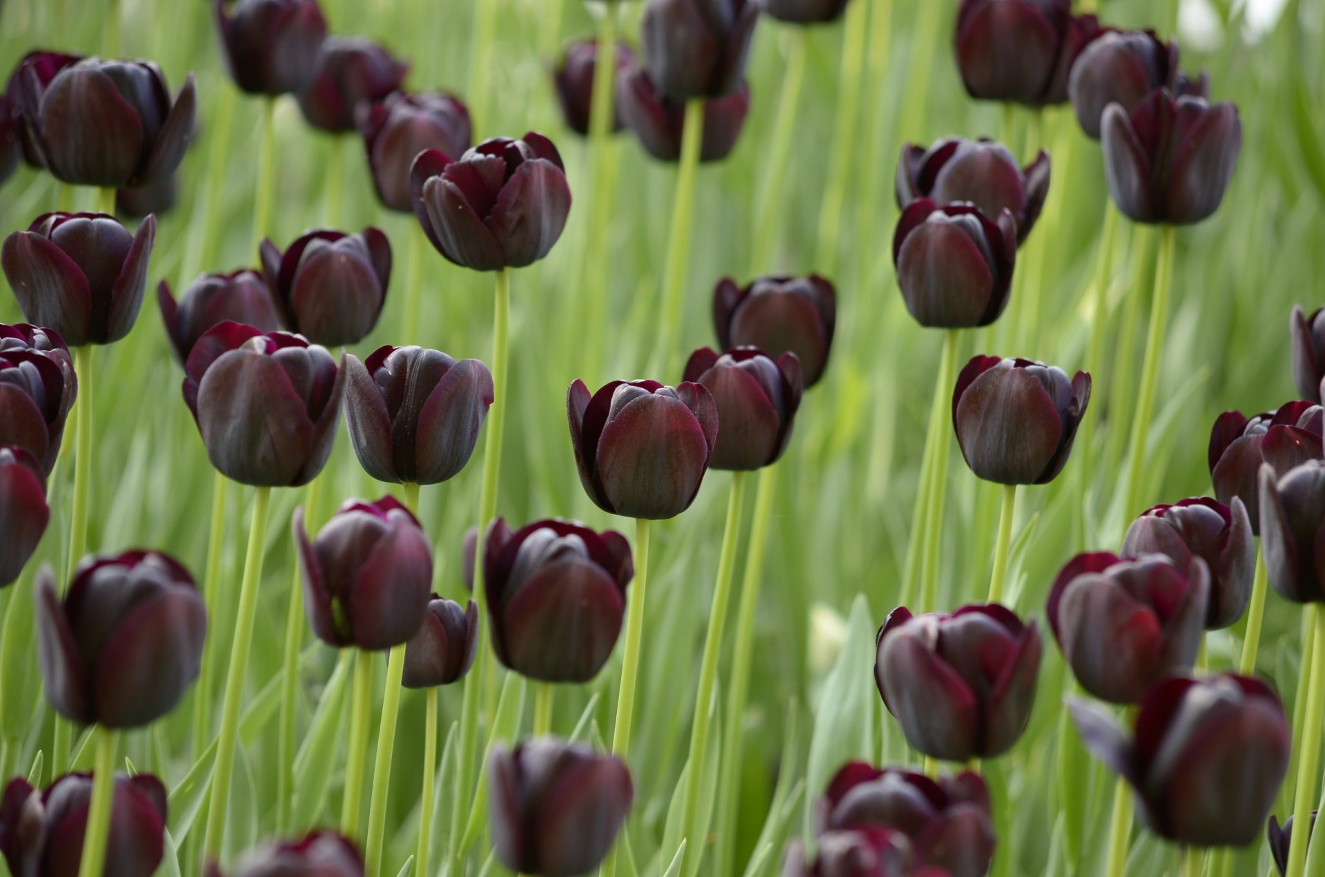 tulipani scuro nero campo nero