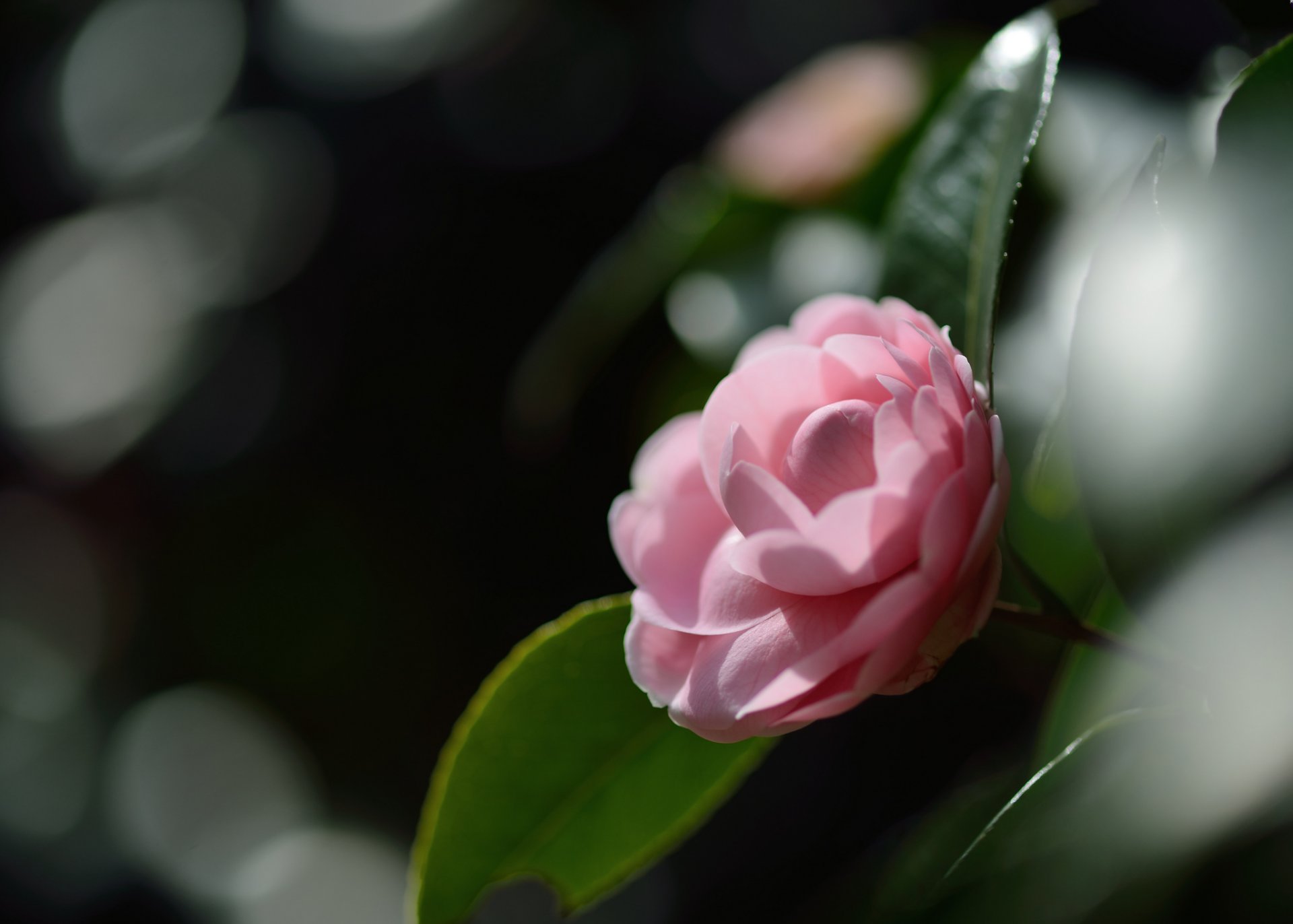 camelia rosa flor pétalos ternura macro reflejos enfoque