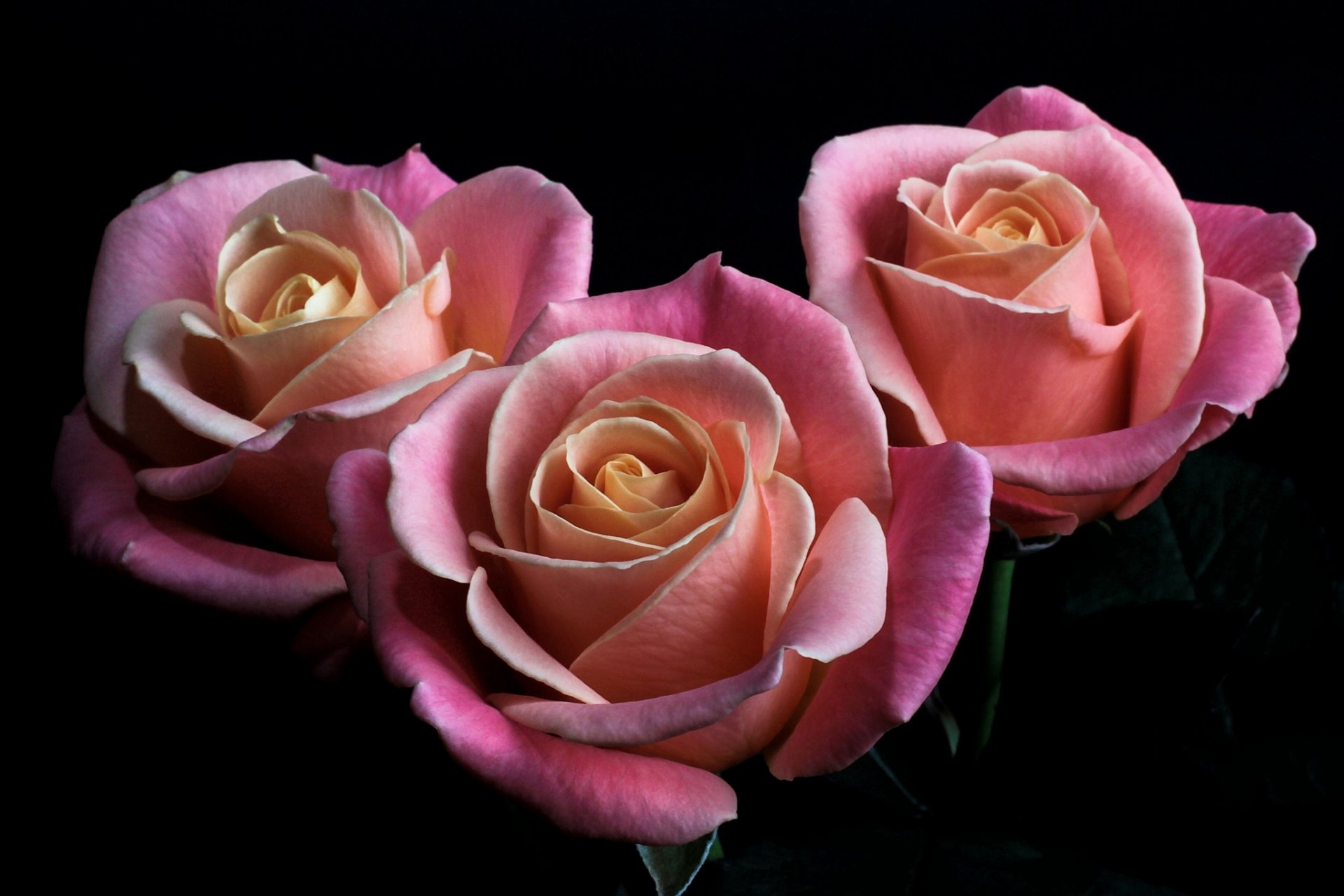 rosas flores rosas capullos pétalos fondo negro