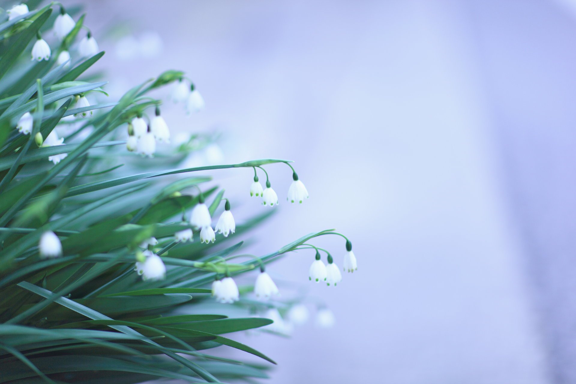 white flower snowdrops green leaves background spring