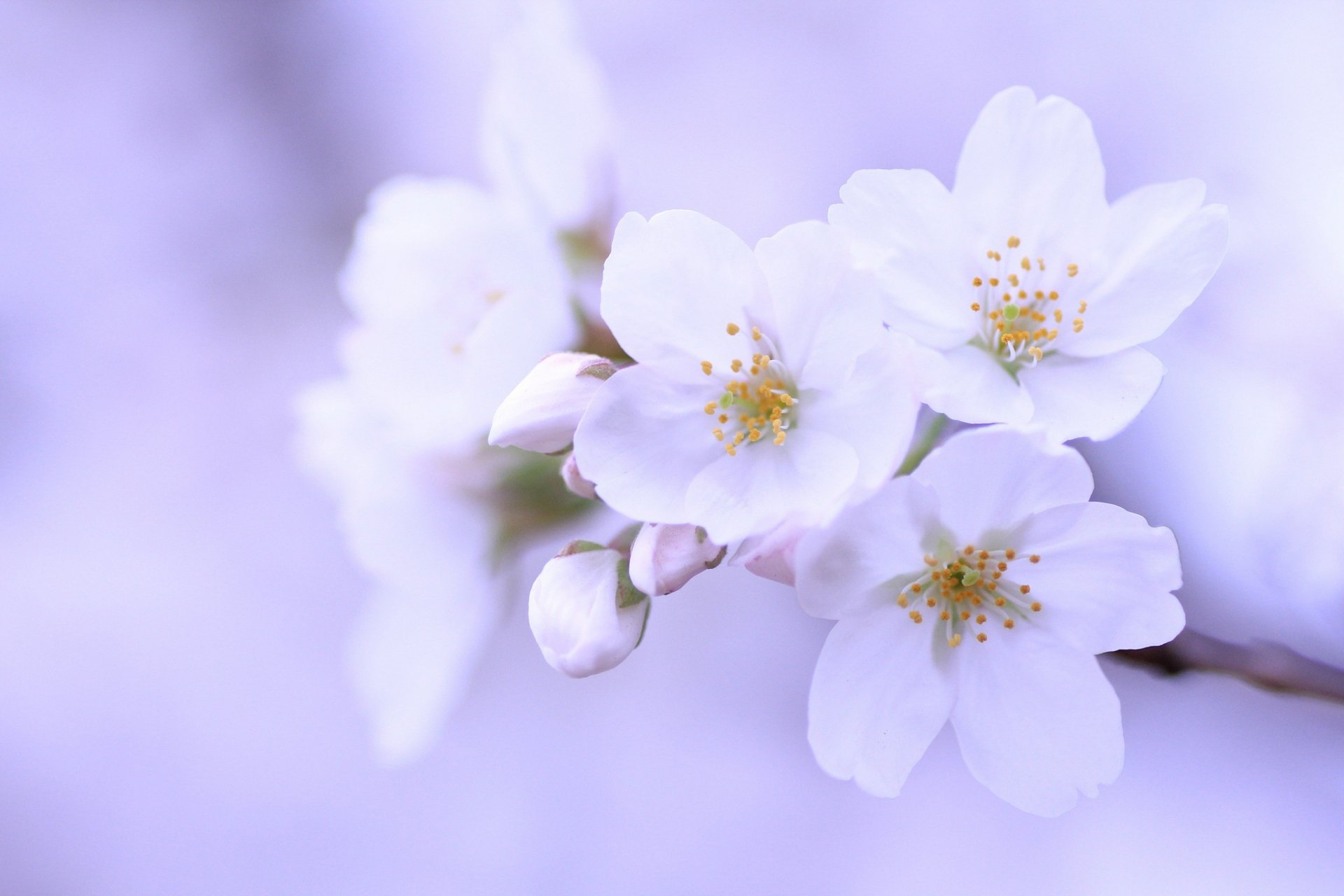 akura cherry tree branch white flower petals buds close up purple background