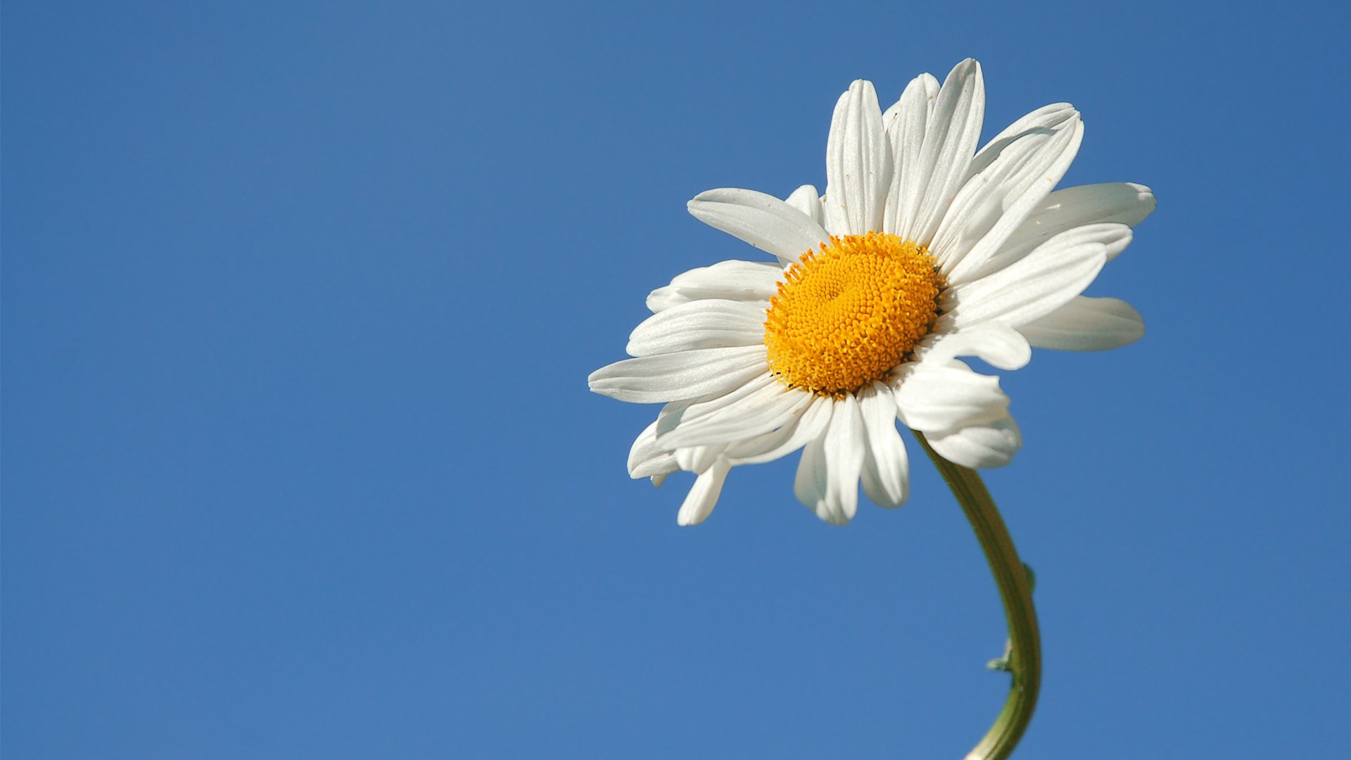 margarita flor cielo verano