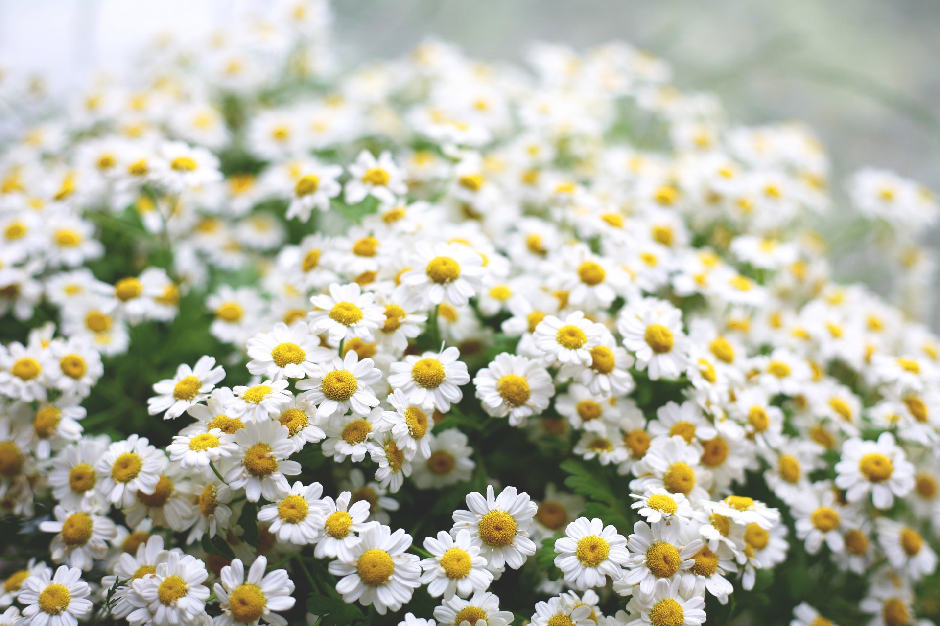 gänseblümchen blumen makro morgen grün stimmung