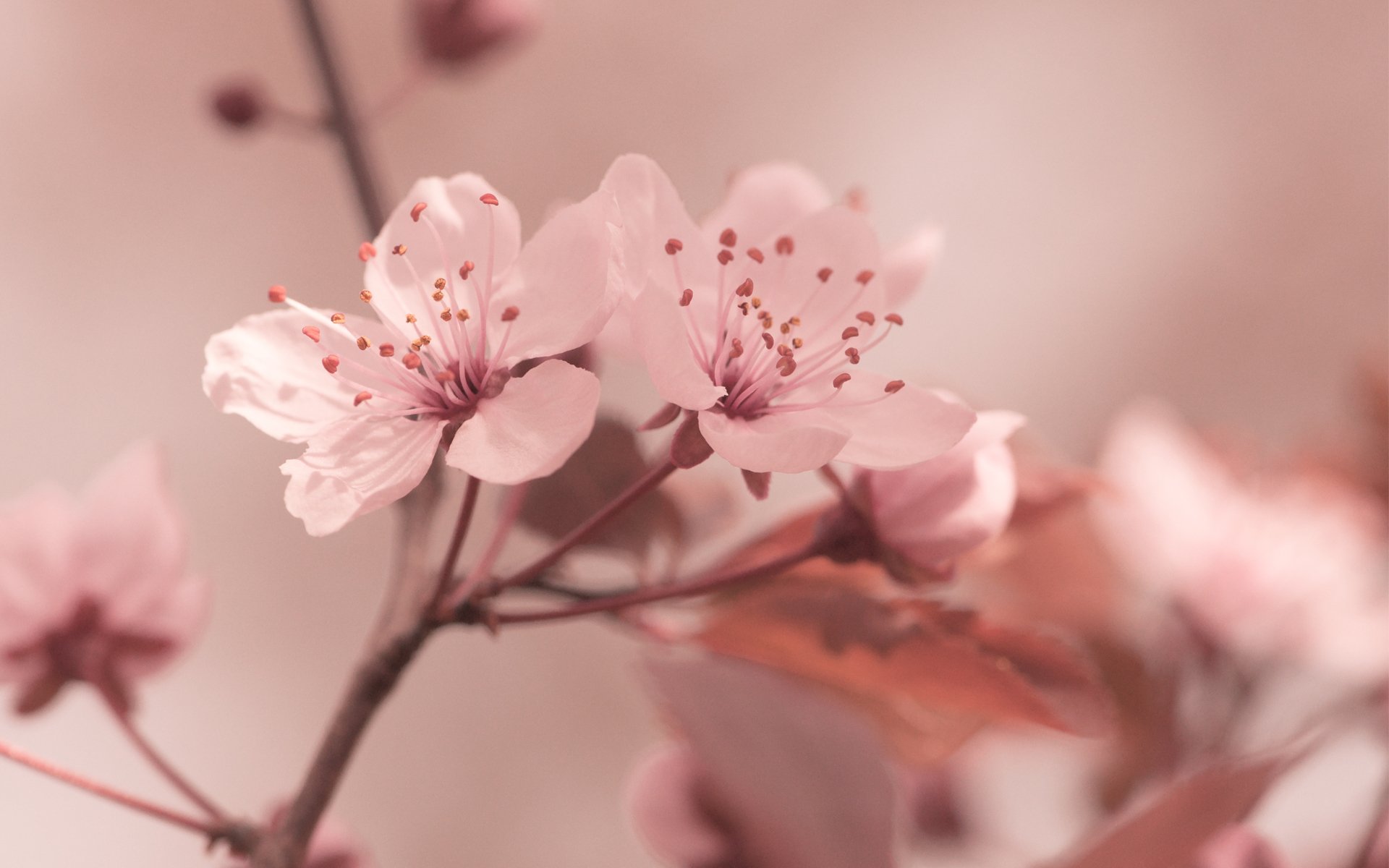 kwiaty sakura wiosna różowe makro