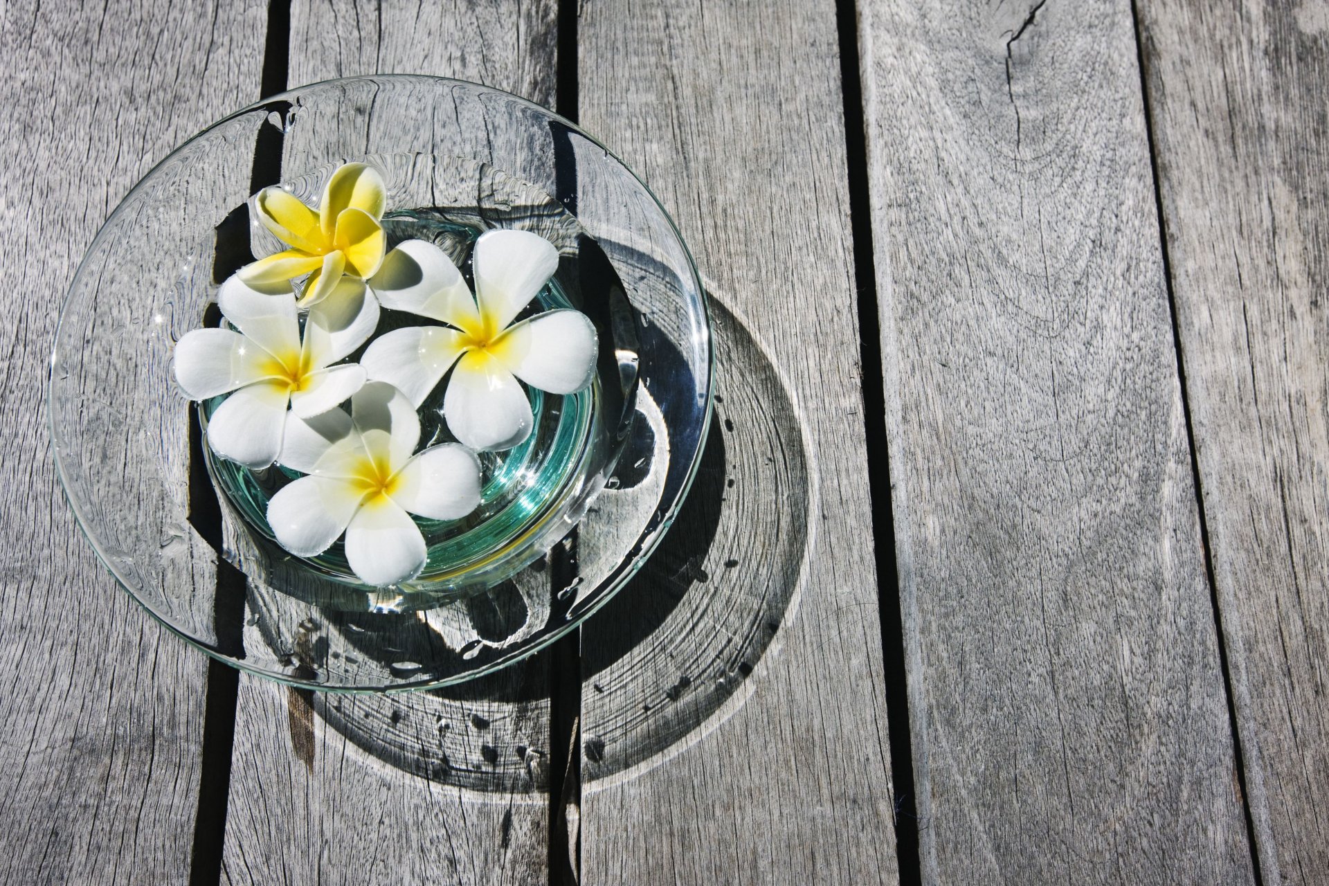 blumen blumen frangipani plumeria plumeria gelb weiß vase baum bretter hintergrund tapete widescreen vollbild widescreen