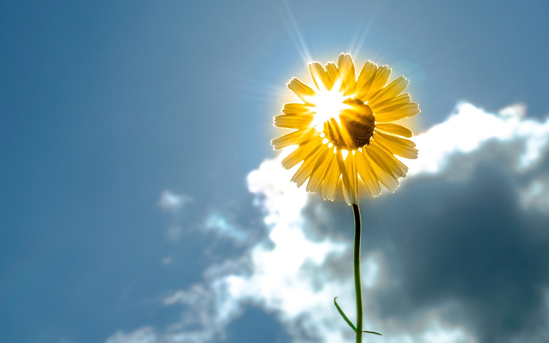 flor flores florete girasol amarillo. yellow sol cielo fondo papel pintado widescreen pantalla completa widescreen widescreen